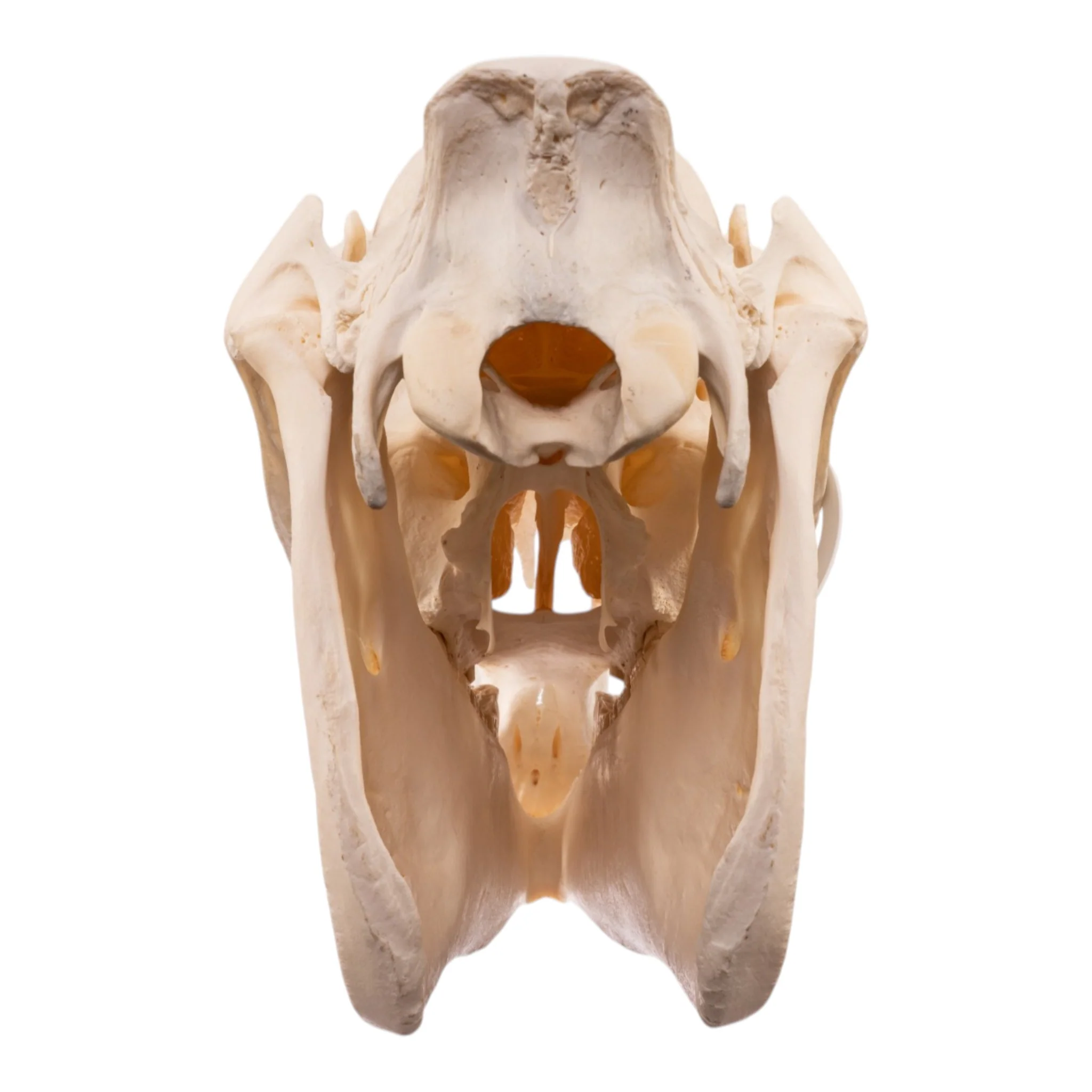 Real Horse Skull - Image 5