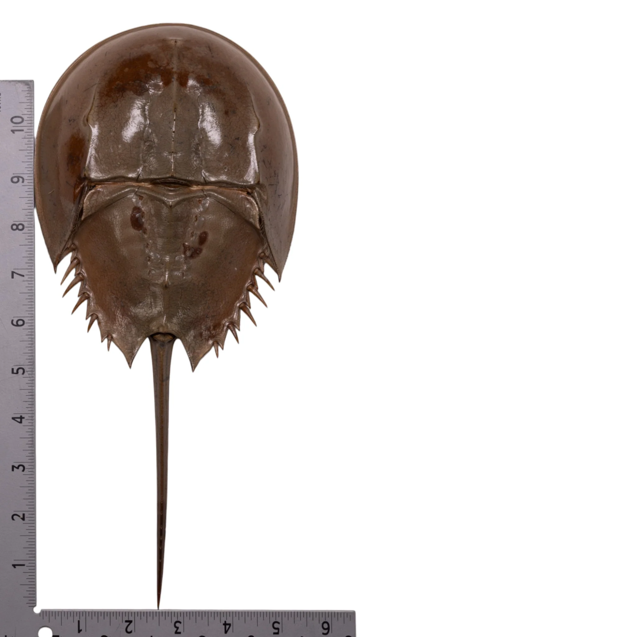 Real Horseshoe Crab Molt - Image 15