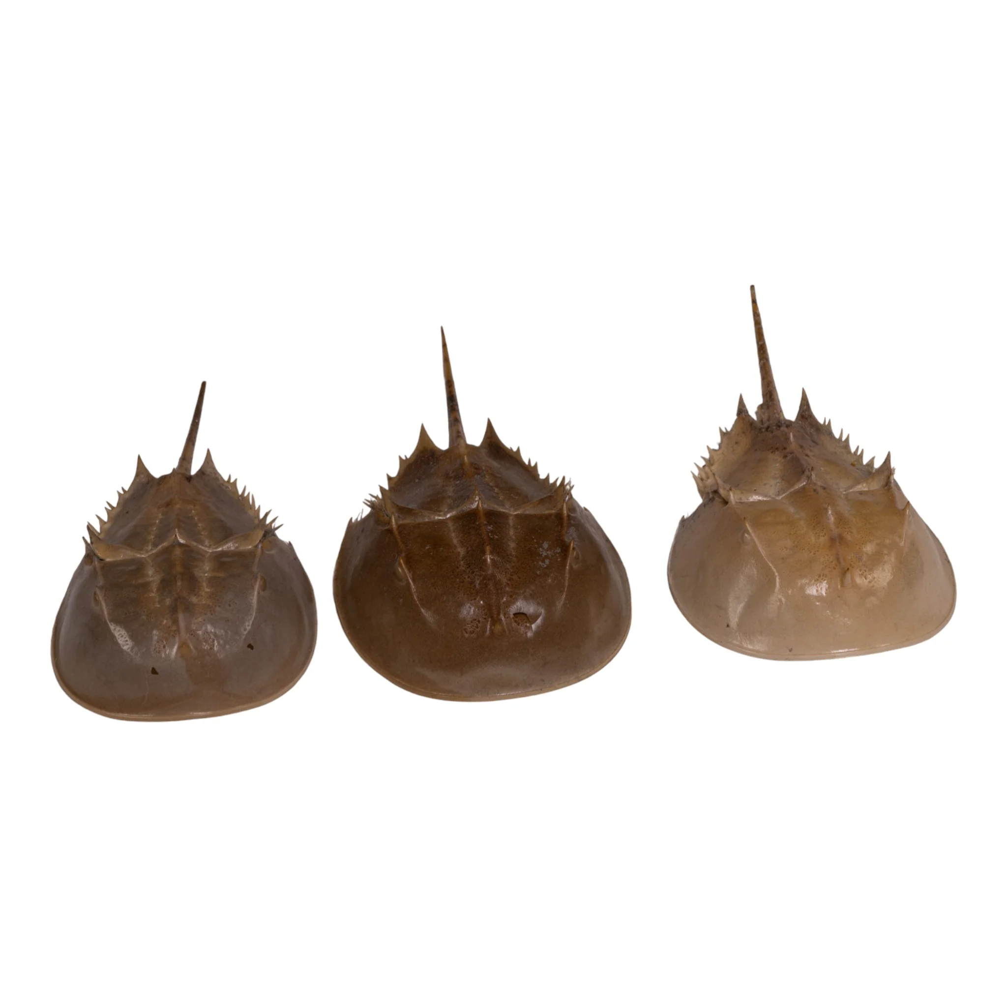 Real Horseshoe Crab Molt - Image 2