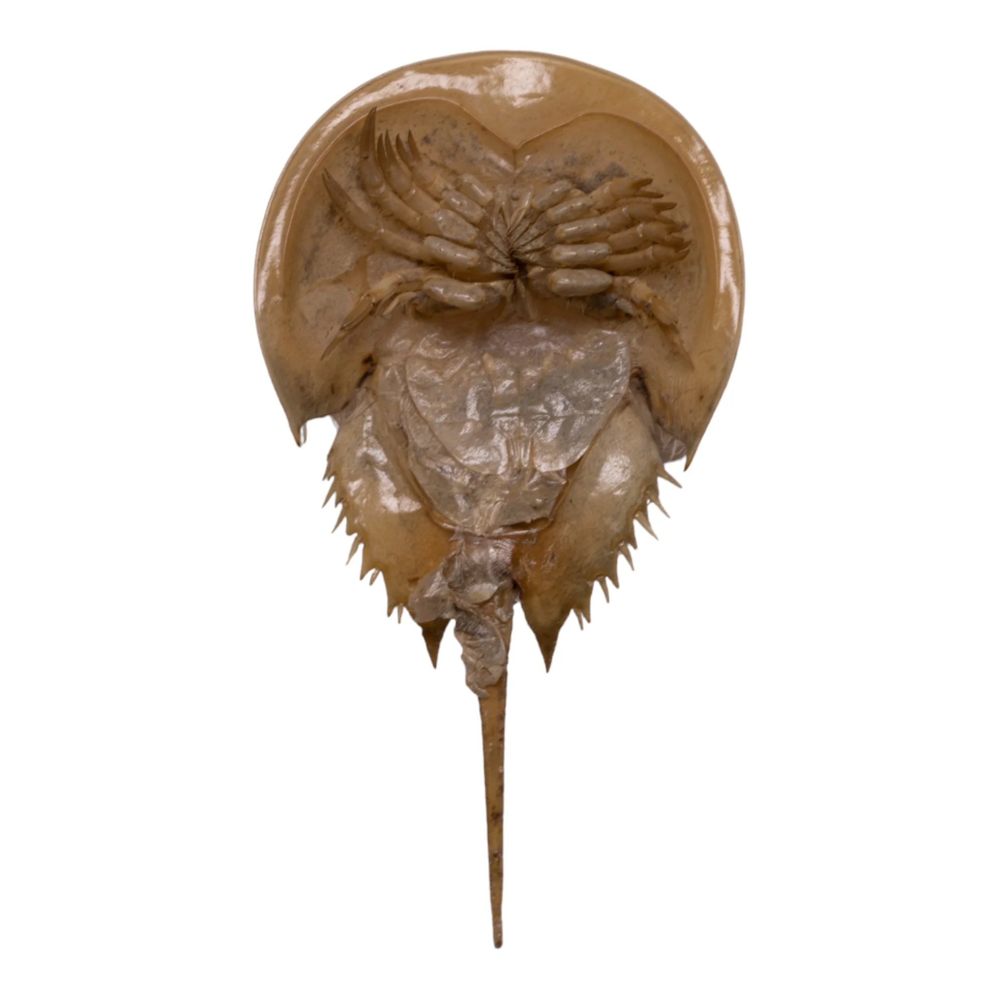 Real Horseshoe Crab Molt - Image 5