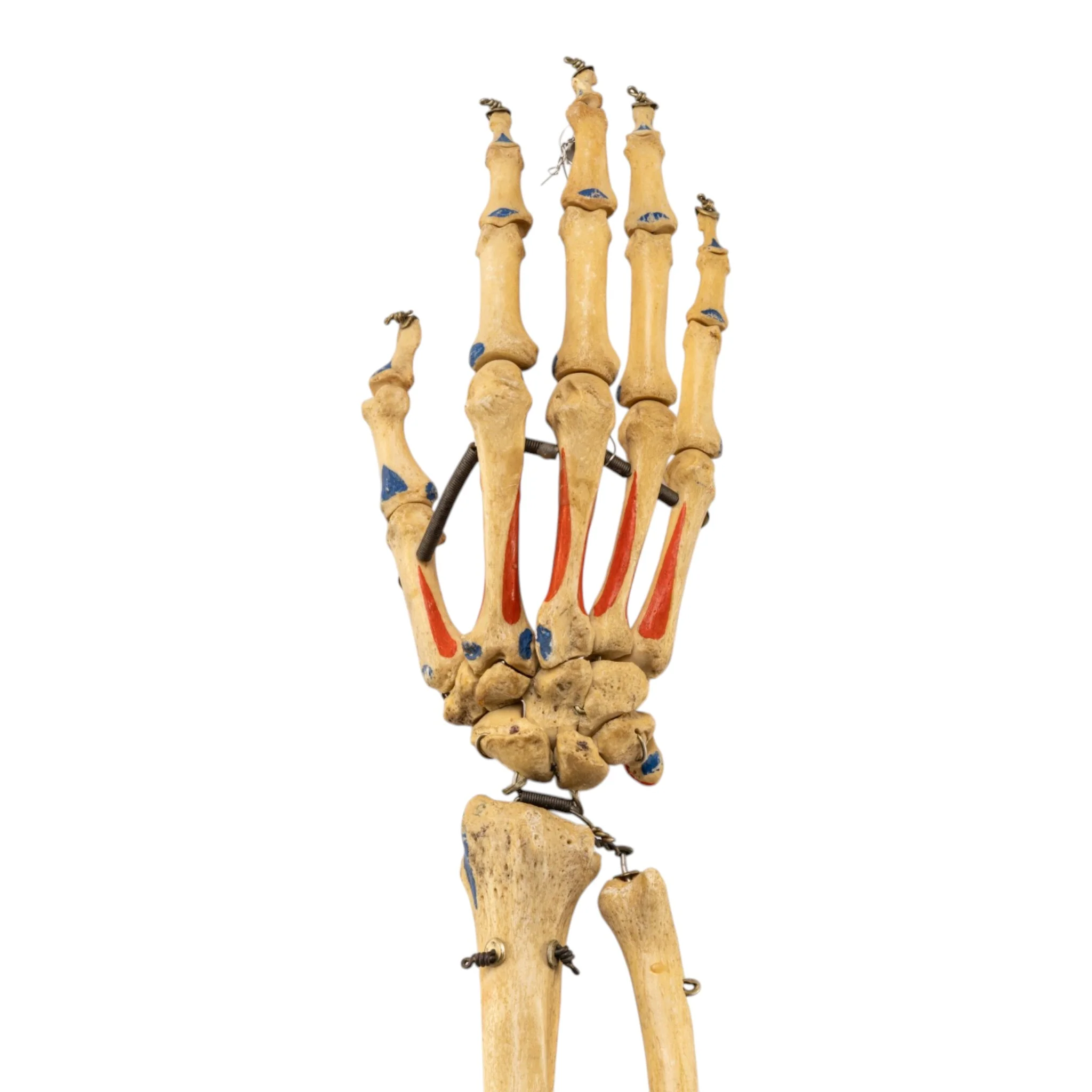 Real Articulated Human Right Arm - Painted - Image 3