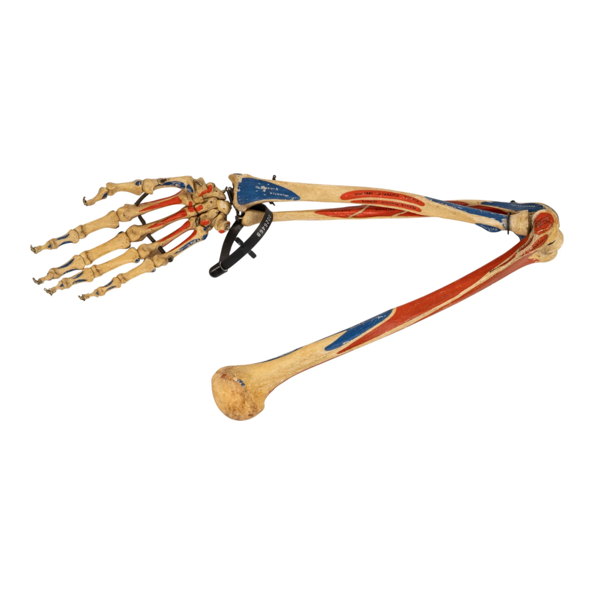 Real Articulated Human Right Arm - Painted - Image 4