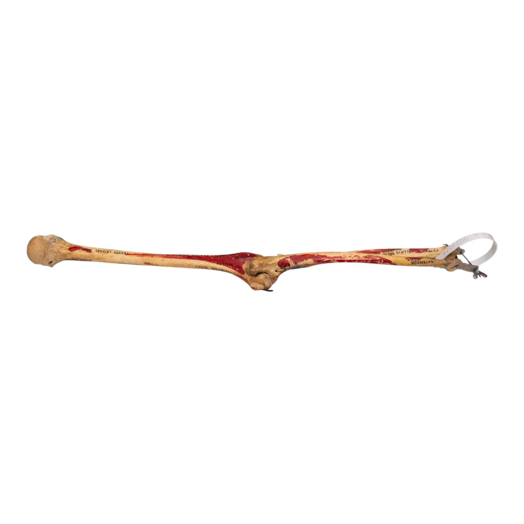 Real Human Partial Right Arm - Painted and Articulated - Image 2