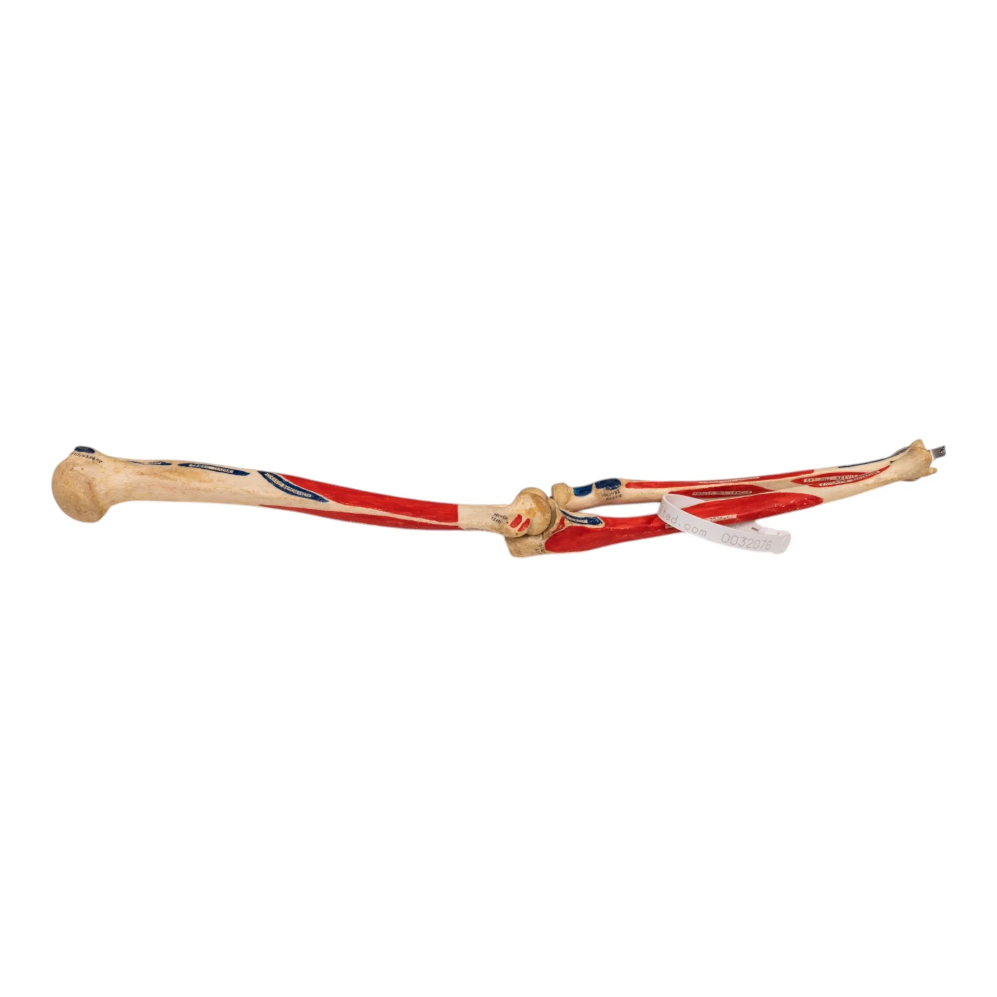 Real Human Left Arm - Painted and Articulated - Image 2