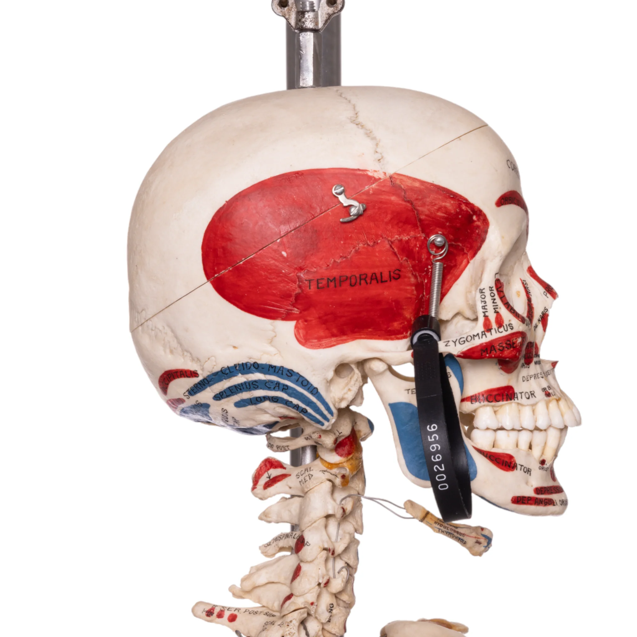 Real Human Articulated Skeleton - Painted - Image 3