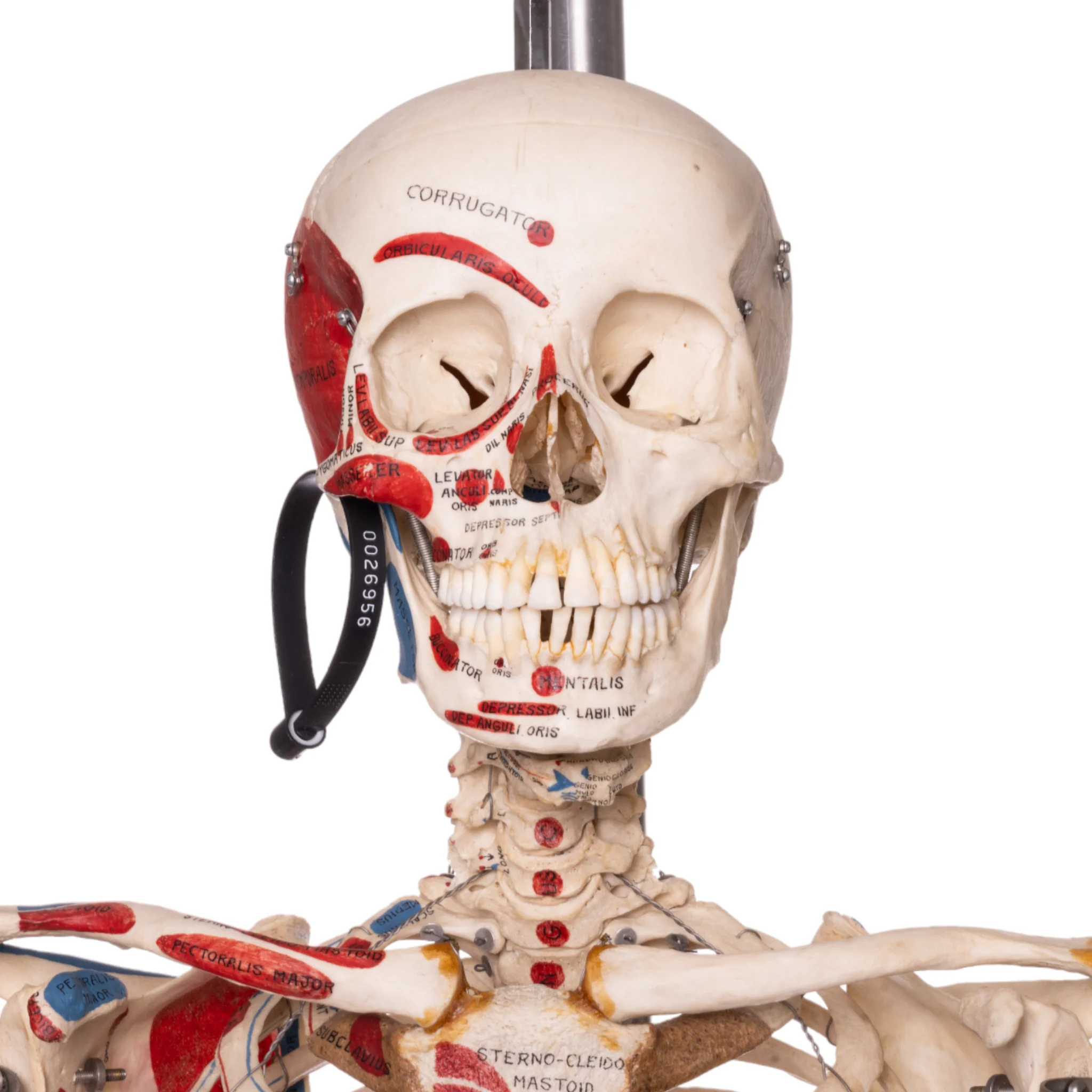 Real Human Articulated Skeleton - Painted - Image 4