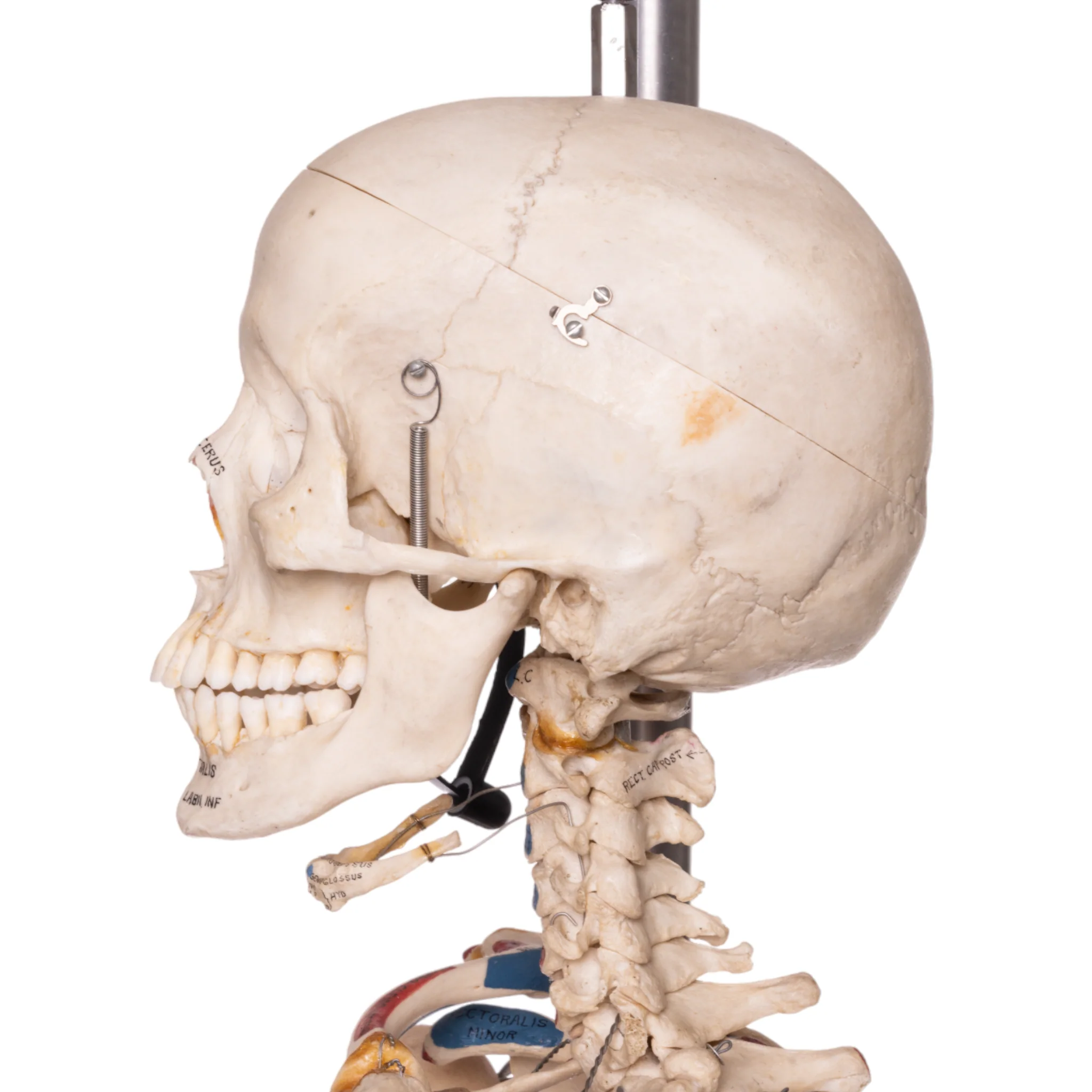 Real Human Articulated Skeleton - Painted - Image 5