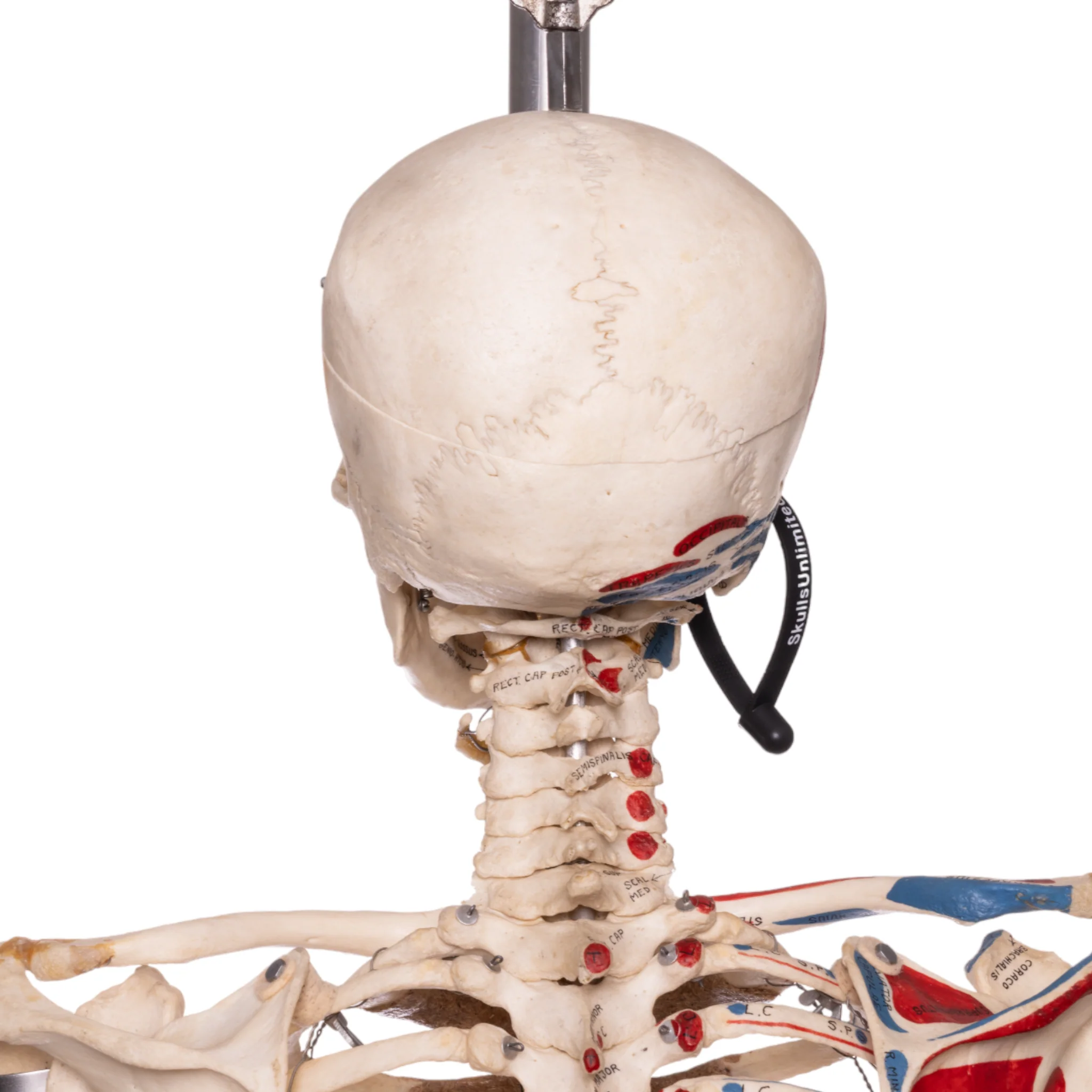 Real Human Articulated Skeleton - Painted - Image 6