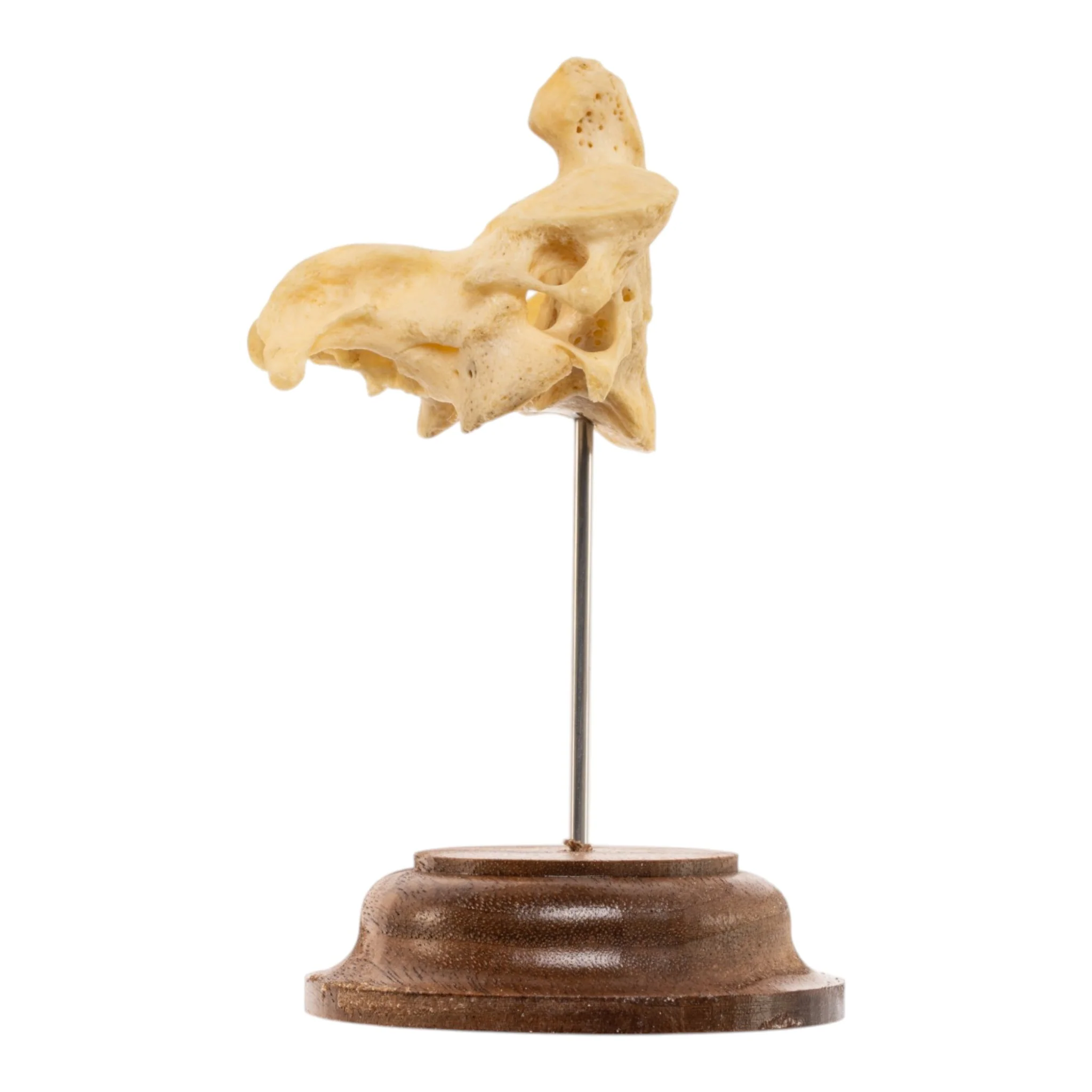 Real Human Cervical Vertebrae with Axis - Fused - Image 9