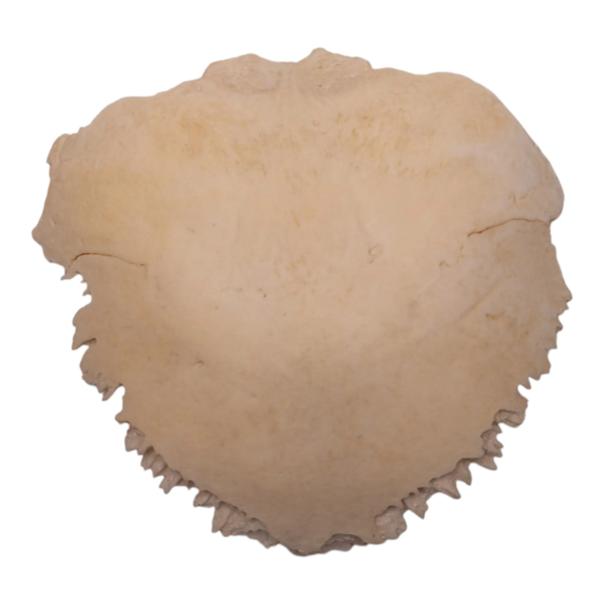 Real Human Child Occipital Bone - Image 3