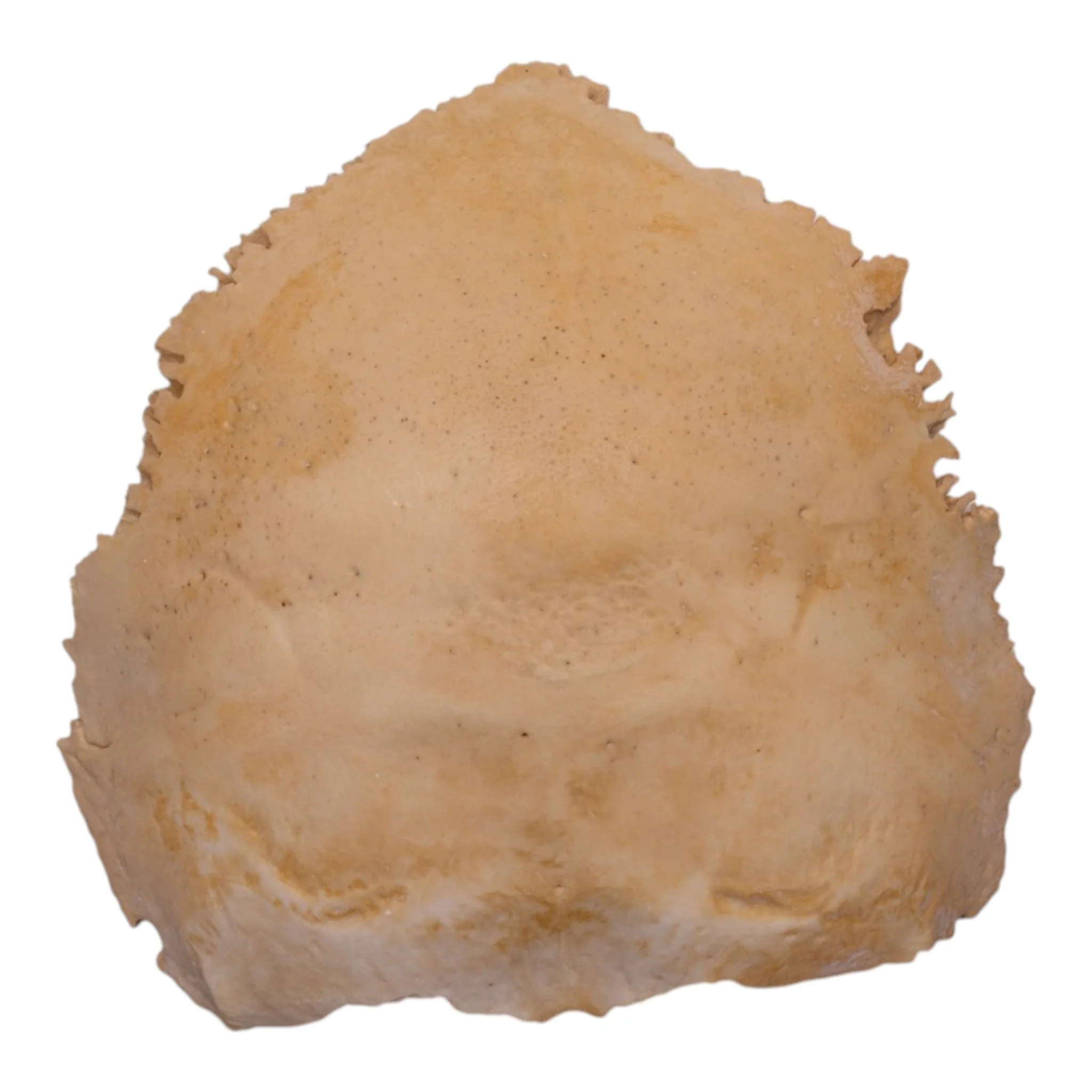 Real Human Child Occipital Bone - Image 4