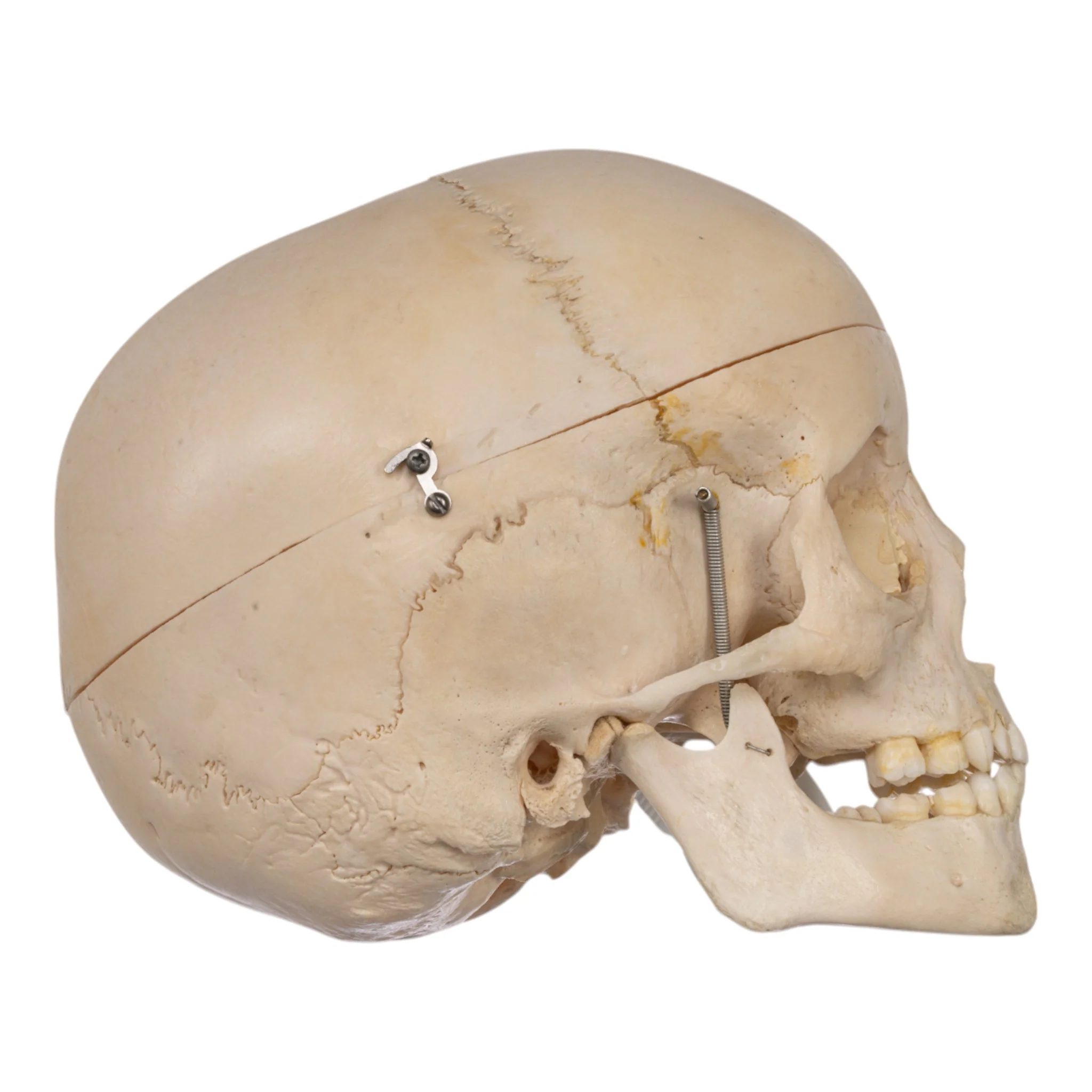 Real Human Child Skull - Image 2