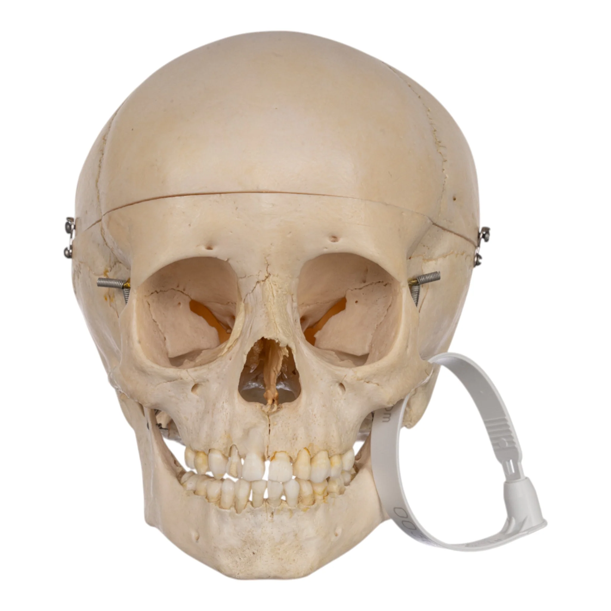Real Human Child Skull - Image 3