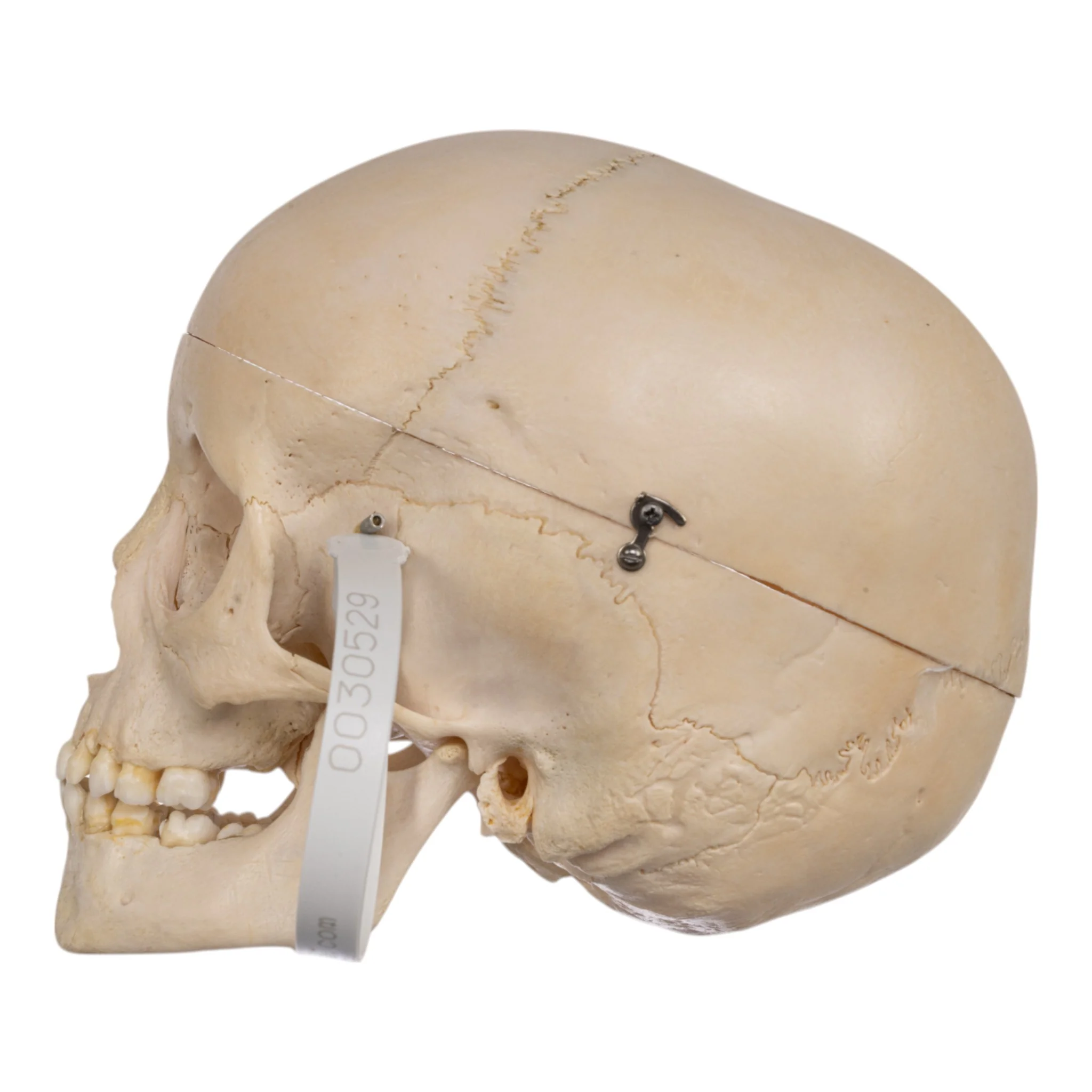 Real Human Child Skull - Image 4