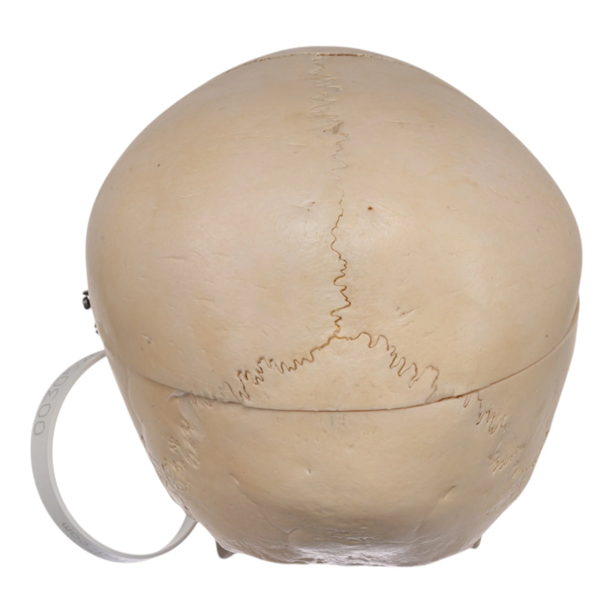 Real Human Child Skull - Image 5