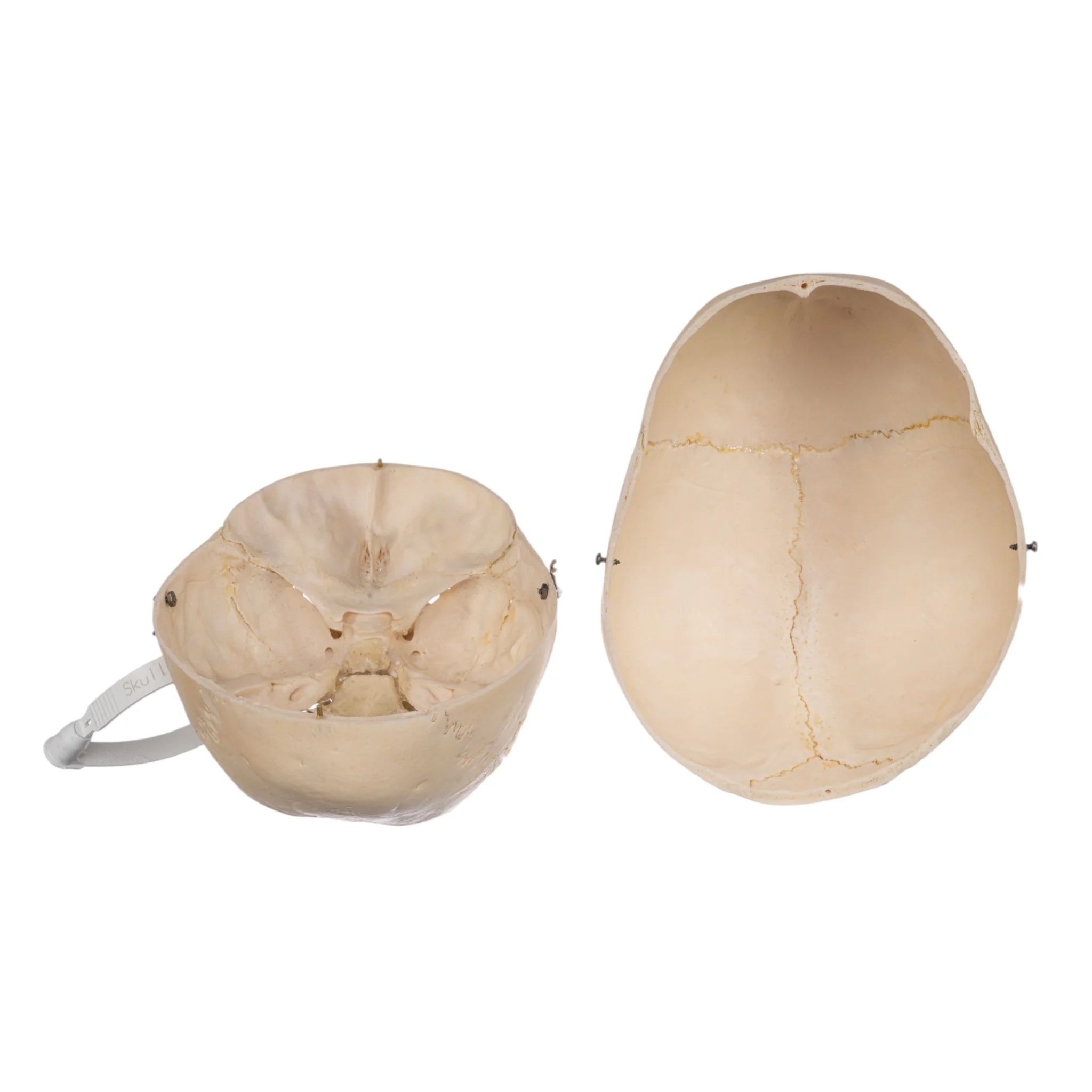 Real Human Child Skull - Image 7