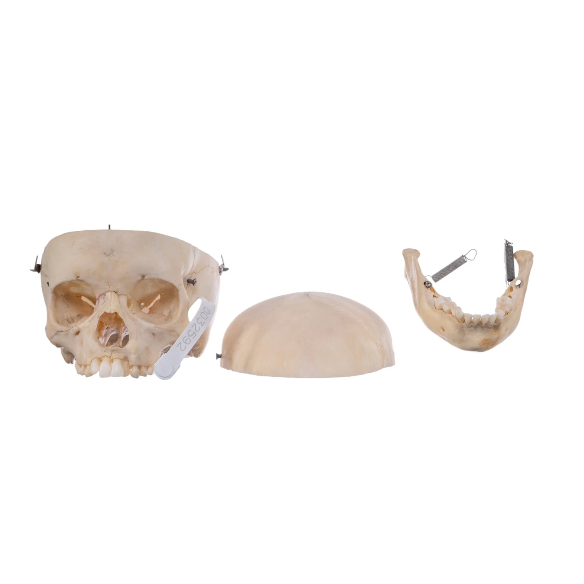 Real Human Child Skull - Image 7