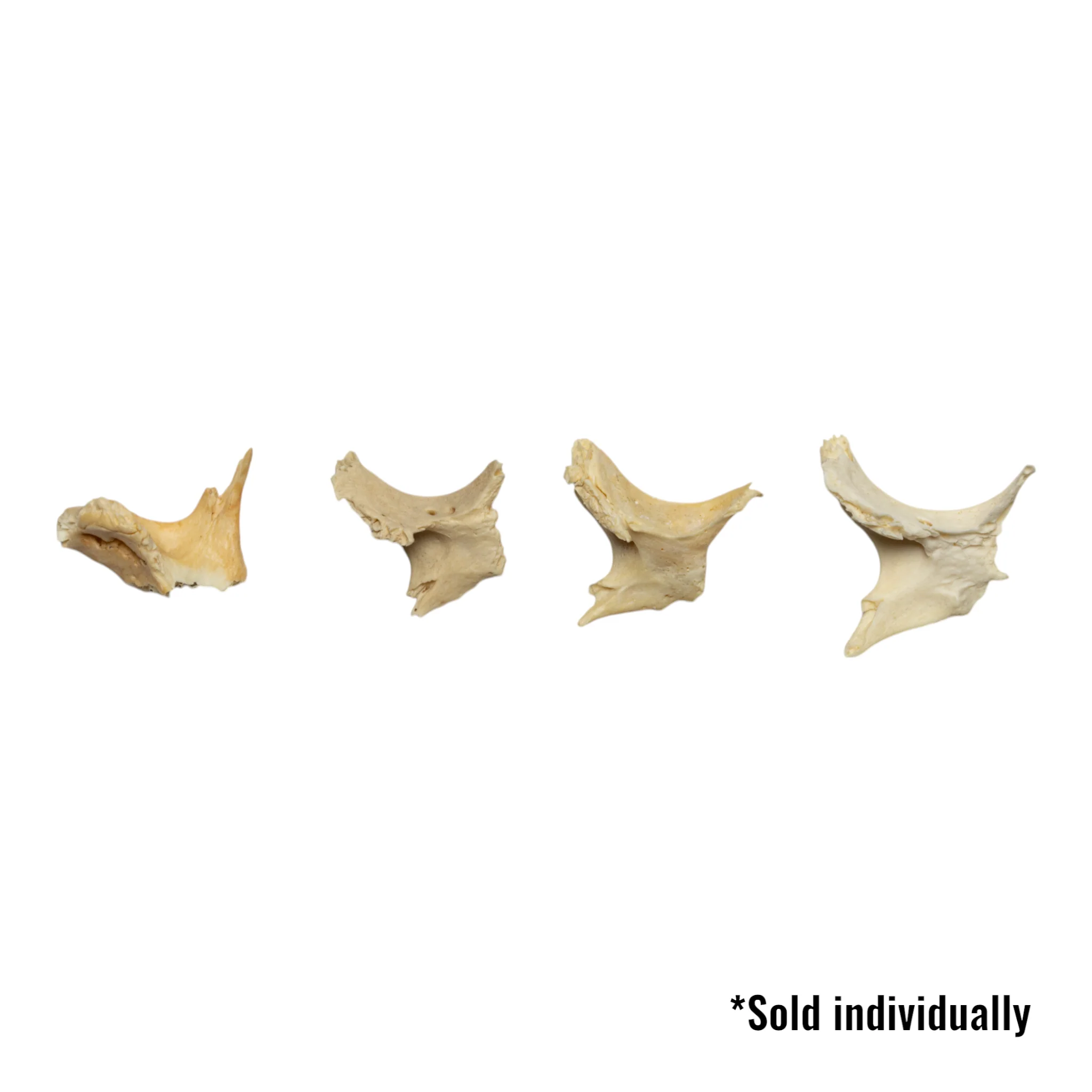 Real Human Child Zygomatic Bone - Single - Image 2