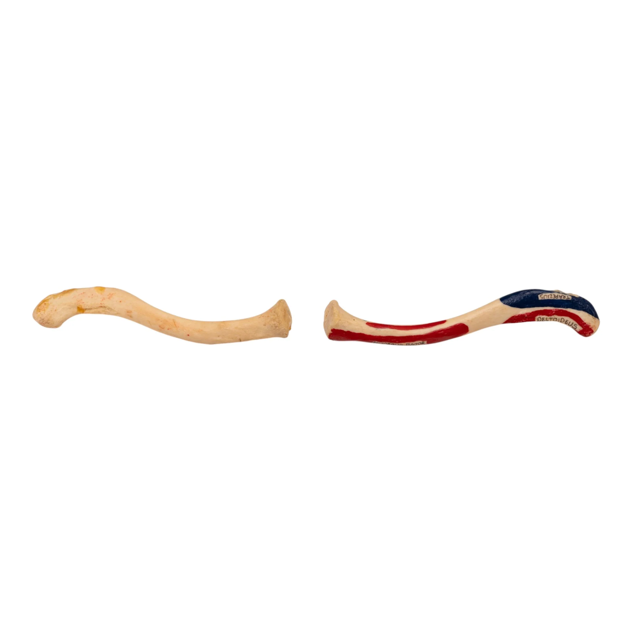 Real Human Clavicle Comparative Set - Image 2