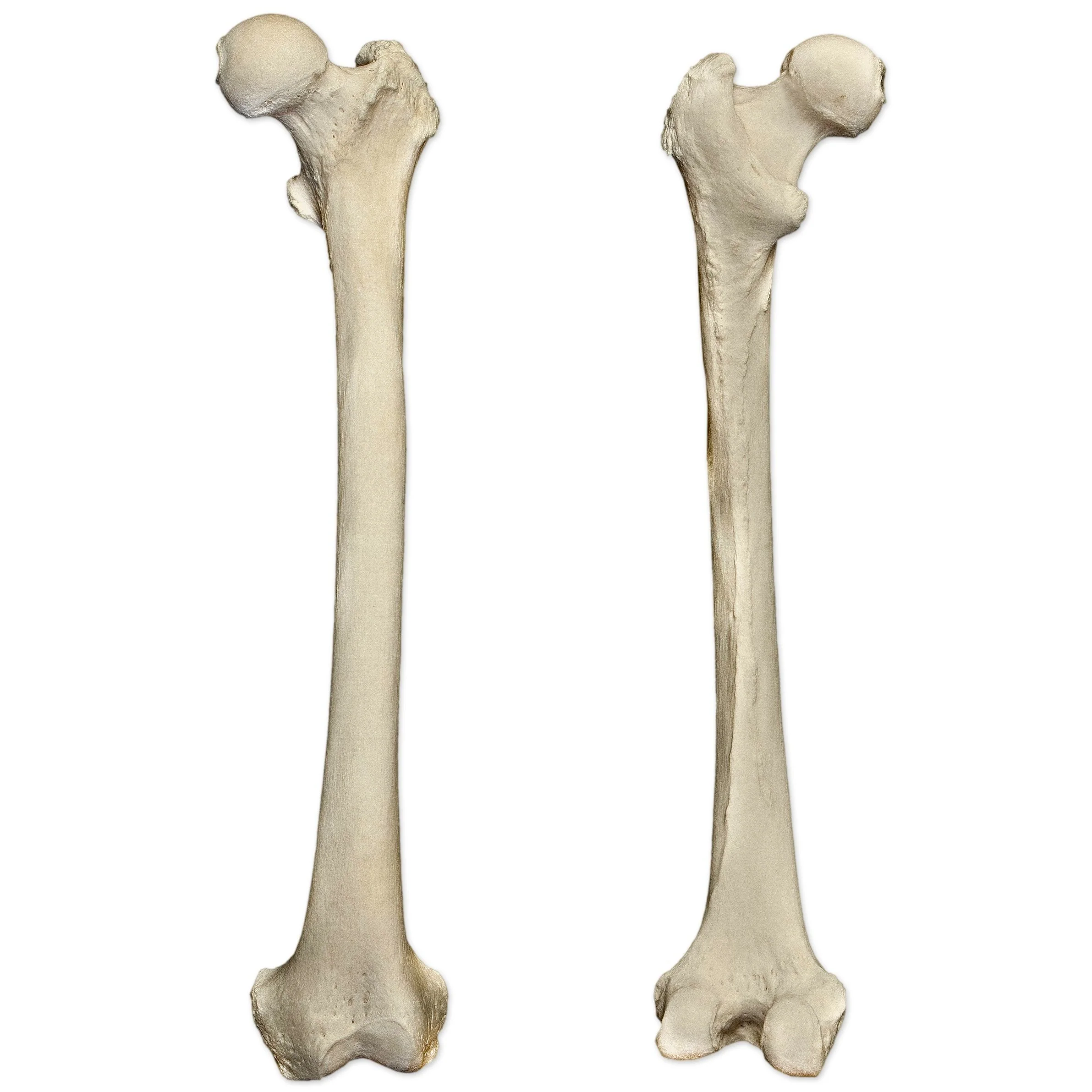 Real Human Femur - Single