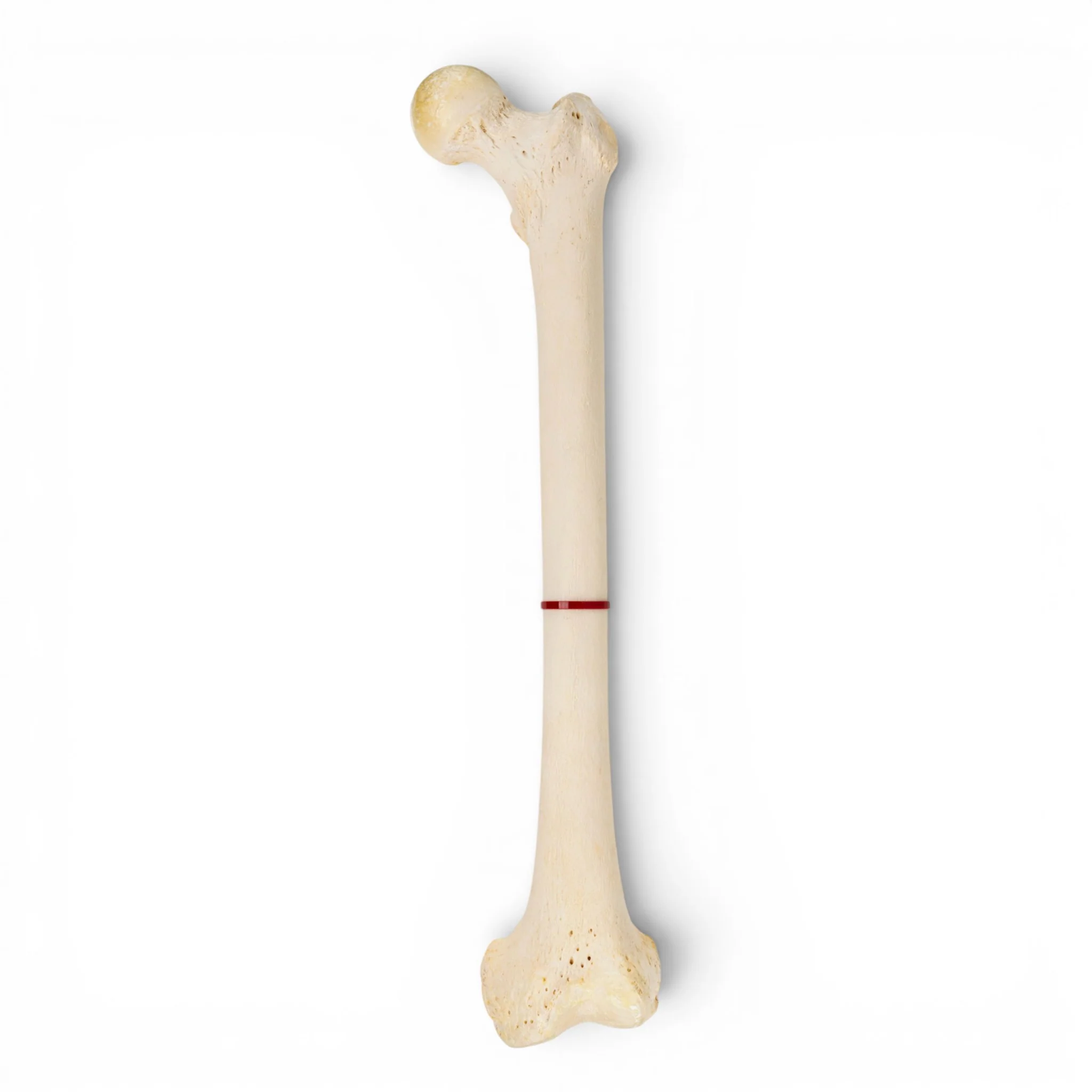 Real Human Femur - Single - Image 2