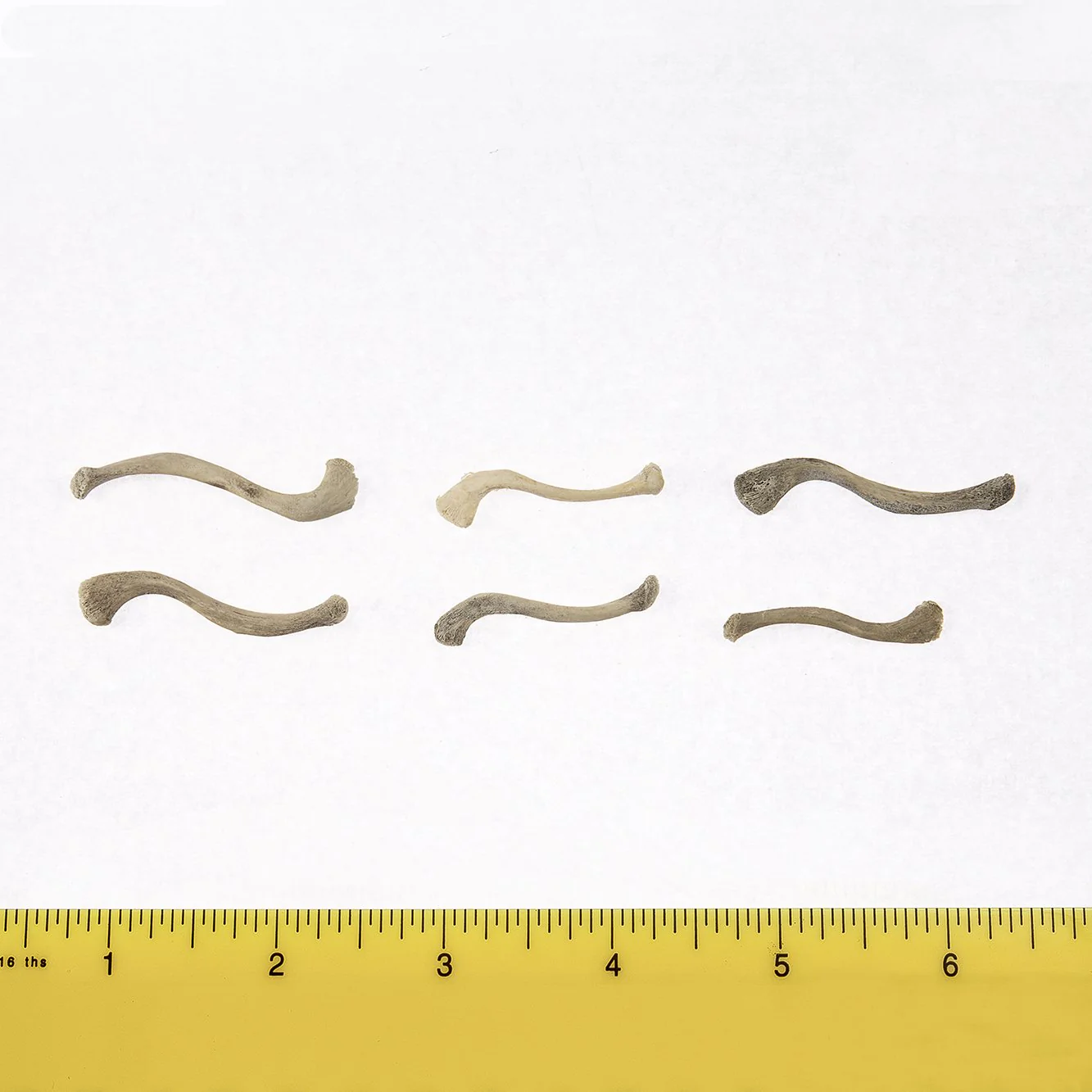 Real Research Quality Human Fetal Clavicle - Single - Image 2