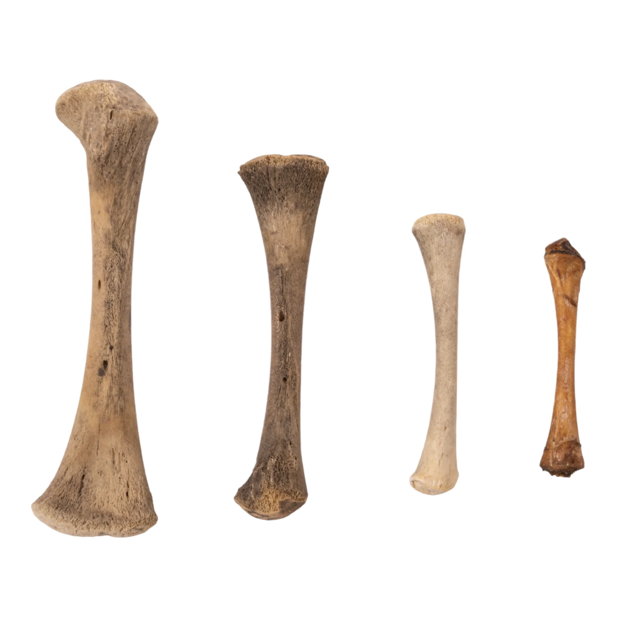 Real Research Quality Human Fetal Femur - Single - Image 2