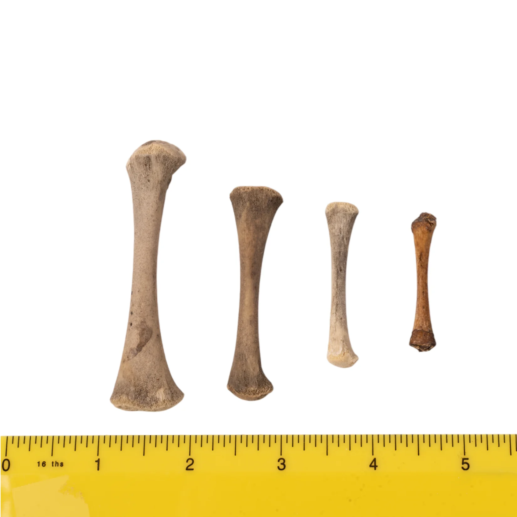 Real Research Quality Human Fetal Femur - Single - Image 3