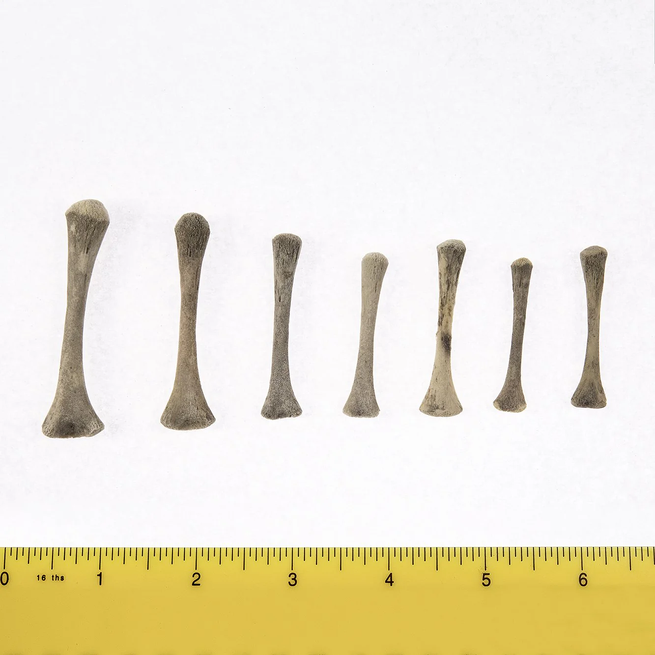Real Research Quality Human Fetal Humerus - Single - Image 2