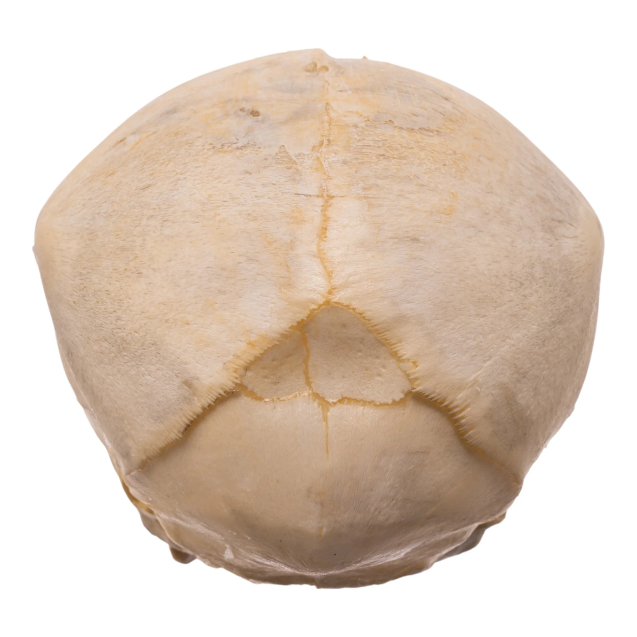 Real Human Fetal Skull - Image 5