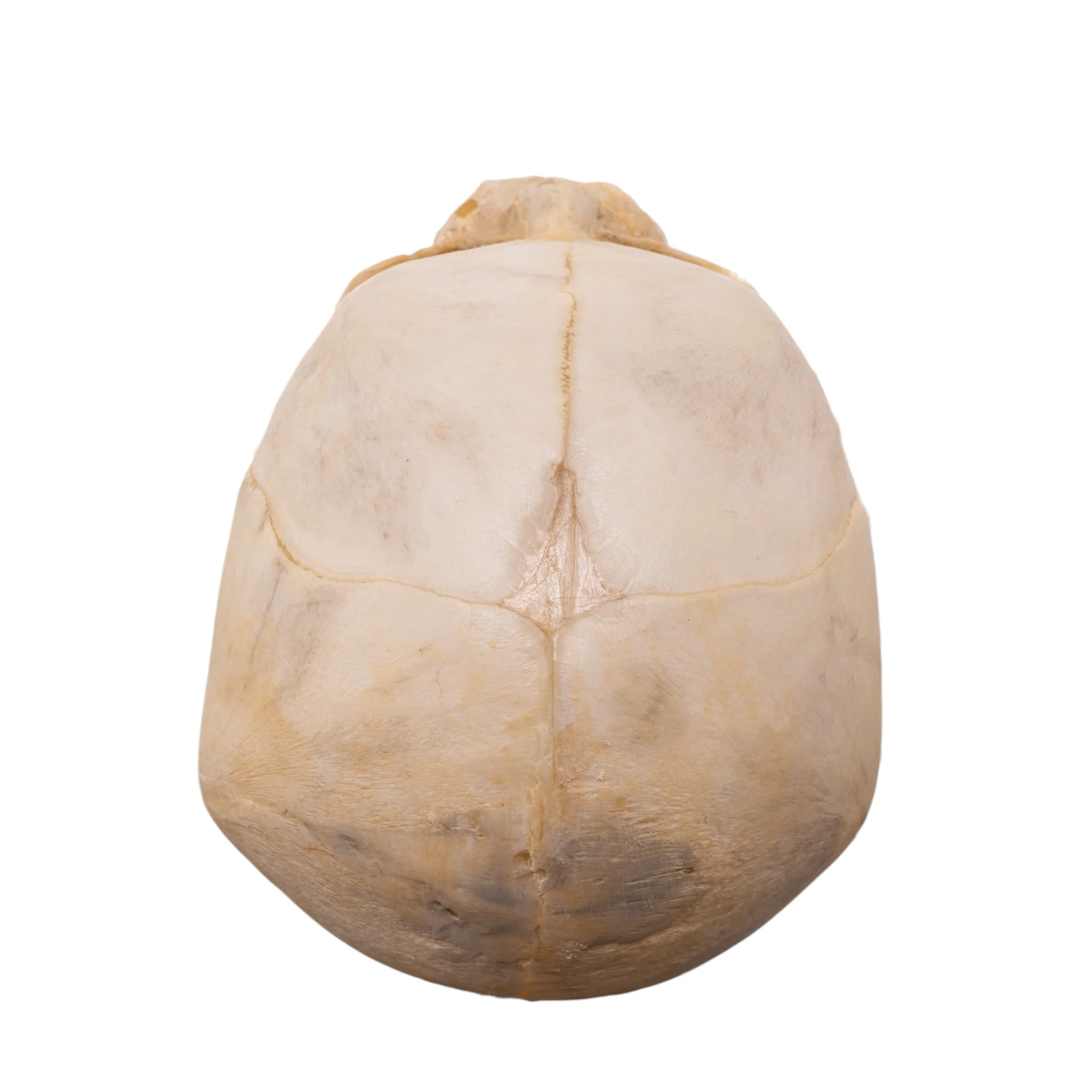 Real Human Fetal Skull - Image 7