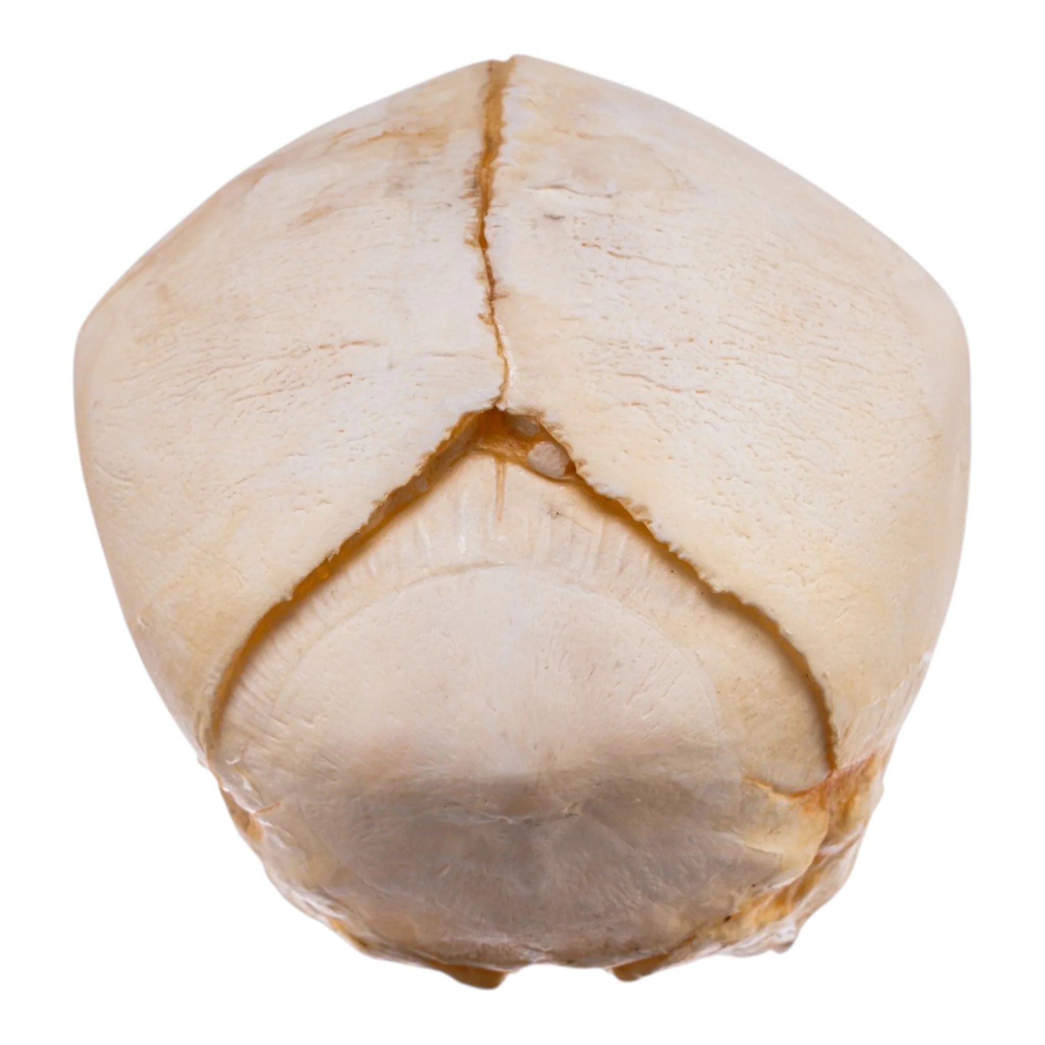 Real Human Fetal Skull - Image 5