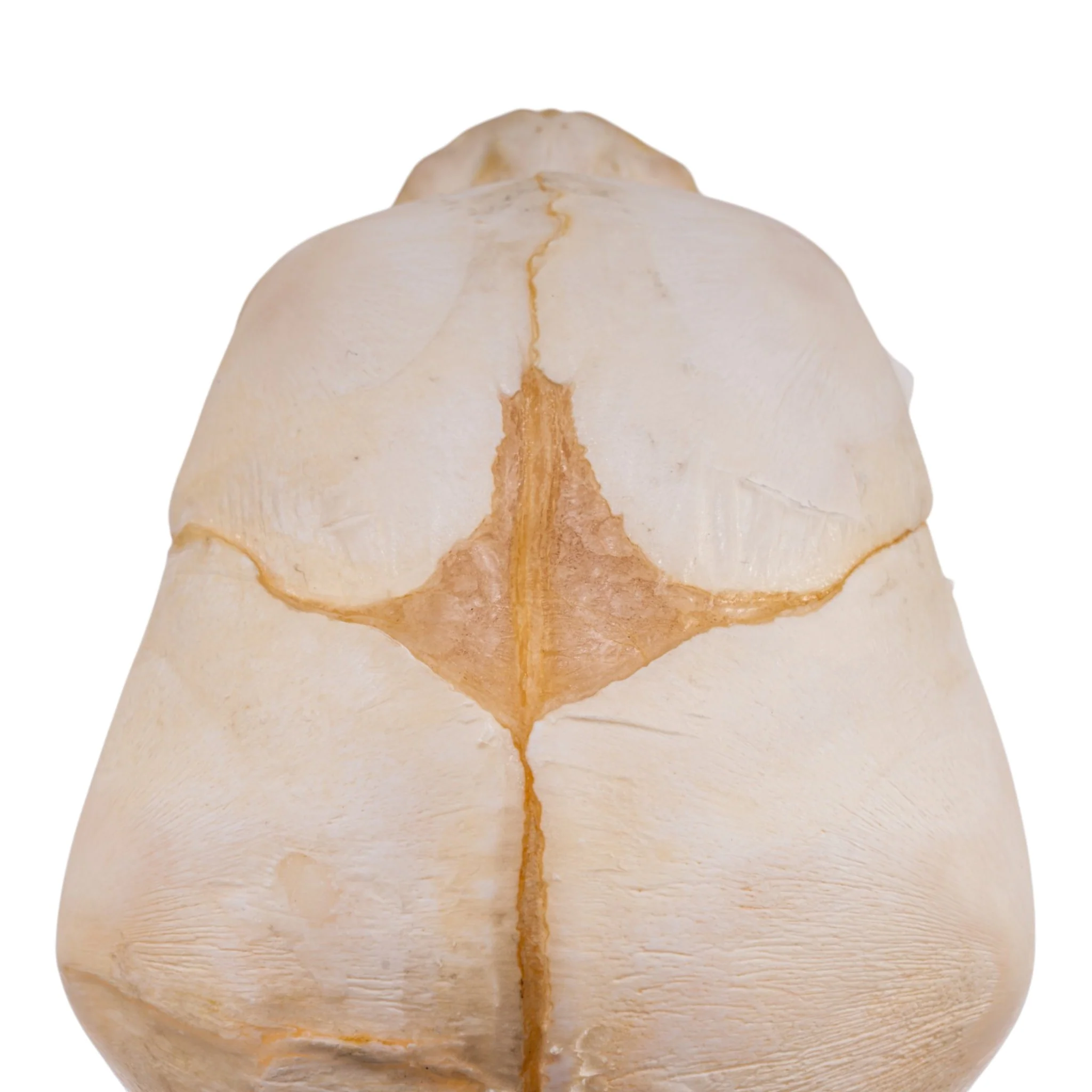 Real Human Fetal Skull - Image 7