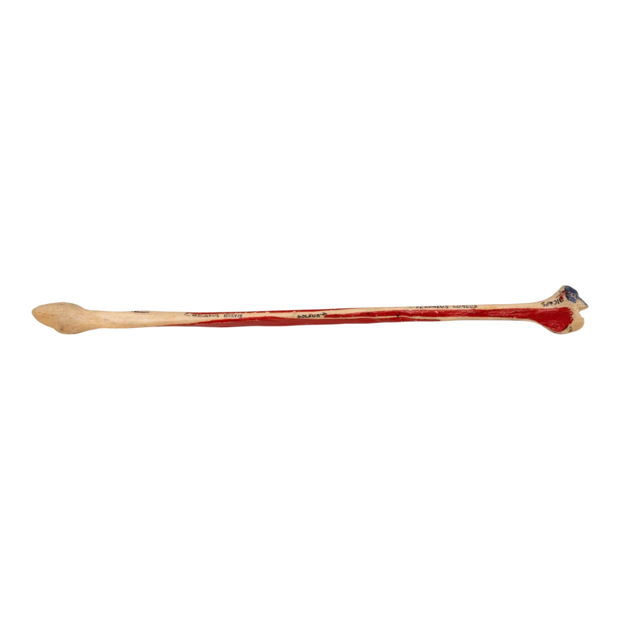 Real Human Fibula - Painted - Image 2