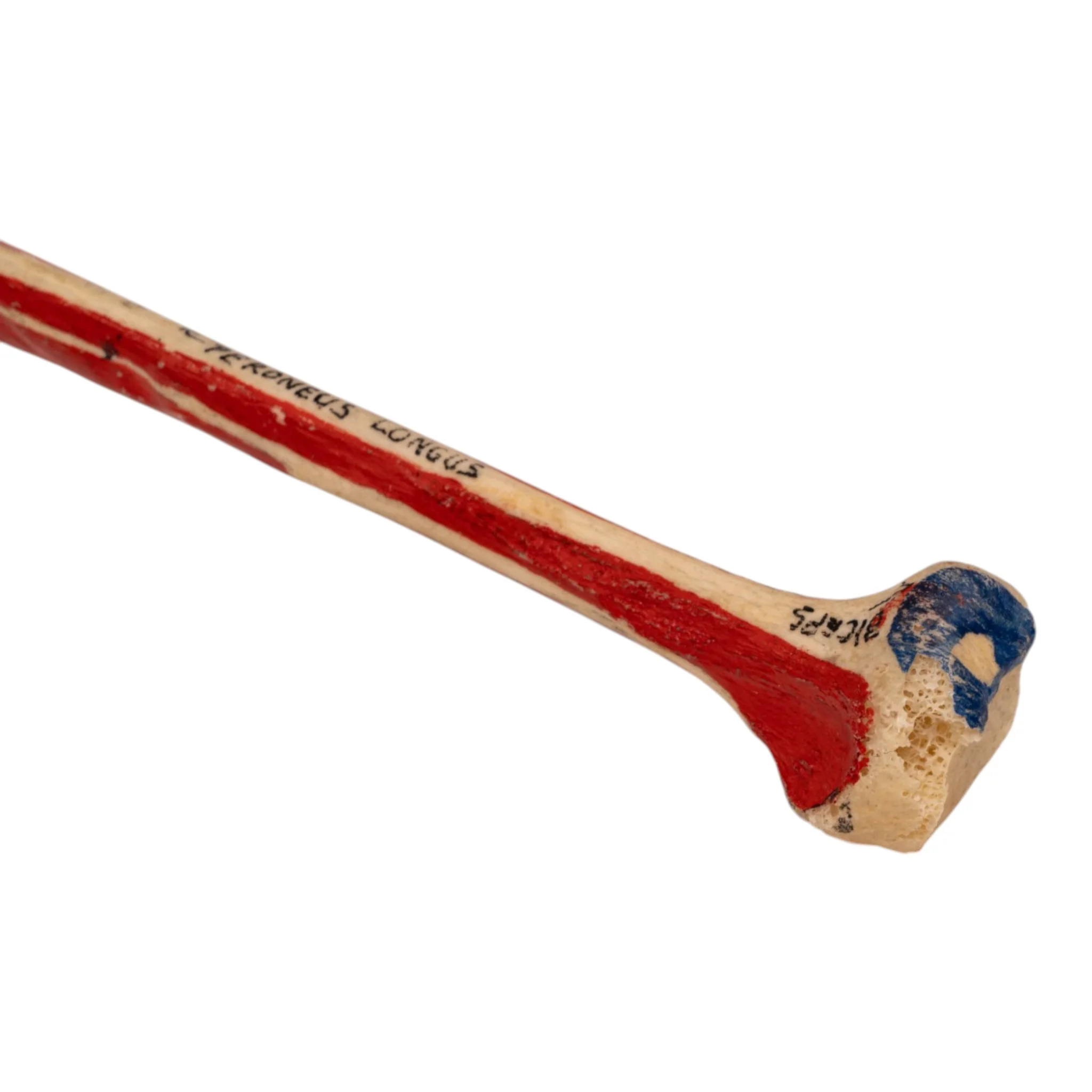 Real Human Fibula - Painted - Image 3