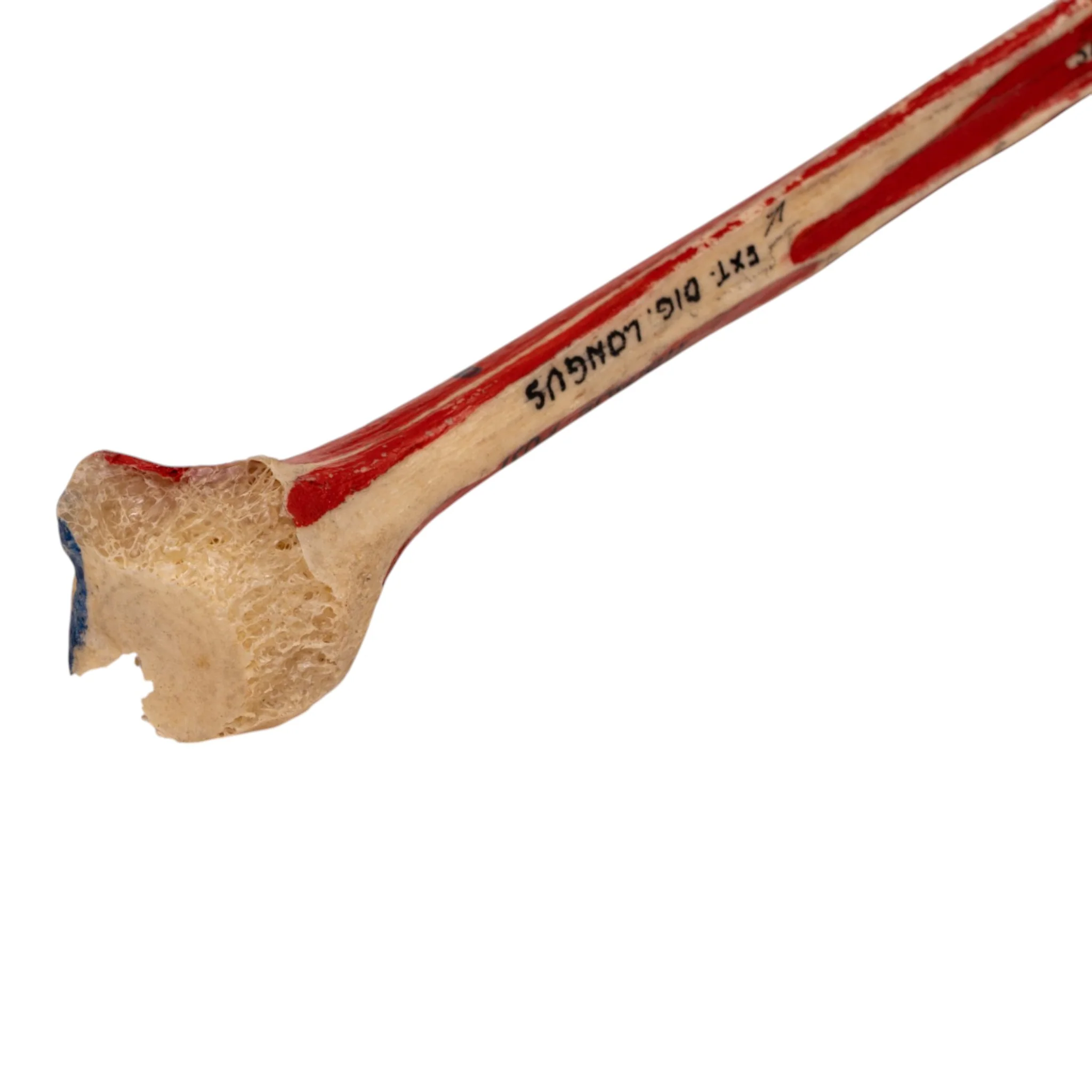 Real Human Fibula - Painted - Image 4