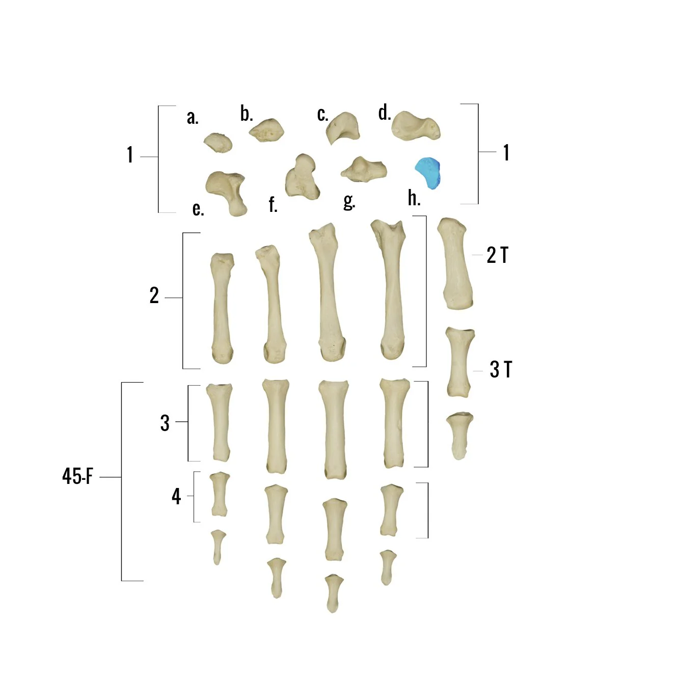 Real Human Hand - Single Individual Bones - Image 10