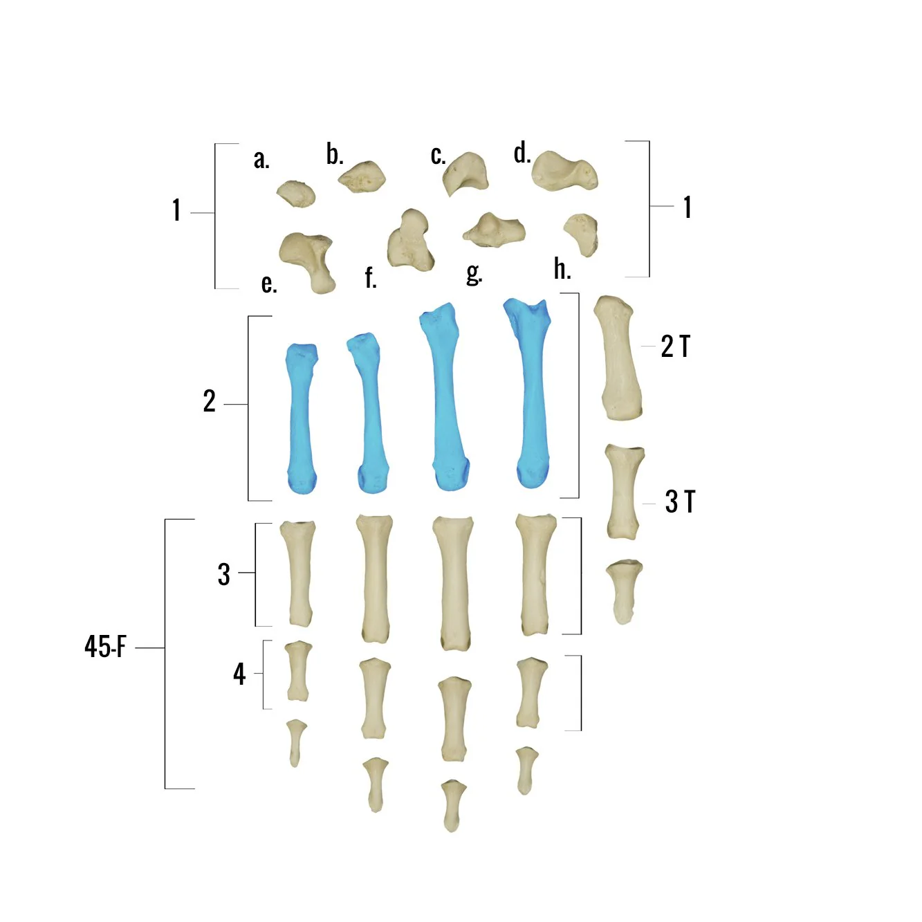 Real Human Hand - Single Individual Bones - Image 11