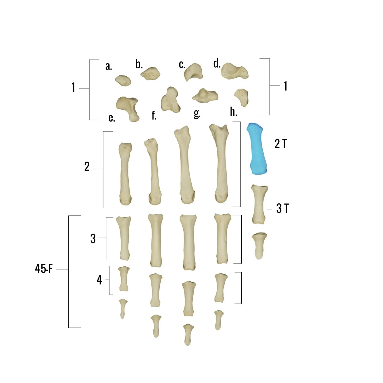 Real Human Hand - Single Individual Bones - Image 12