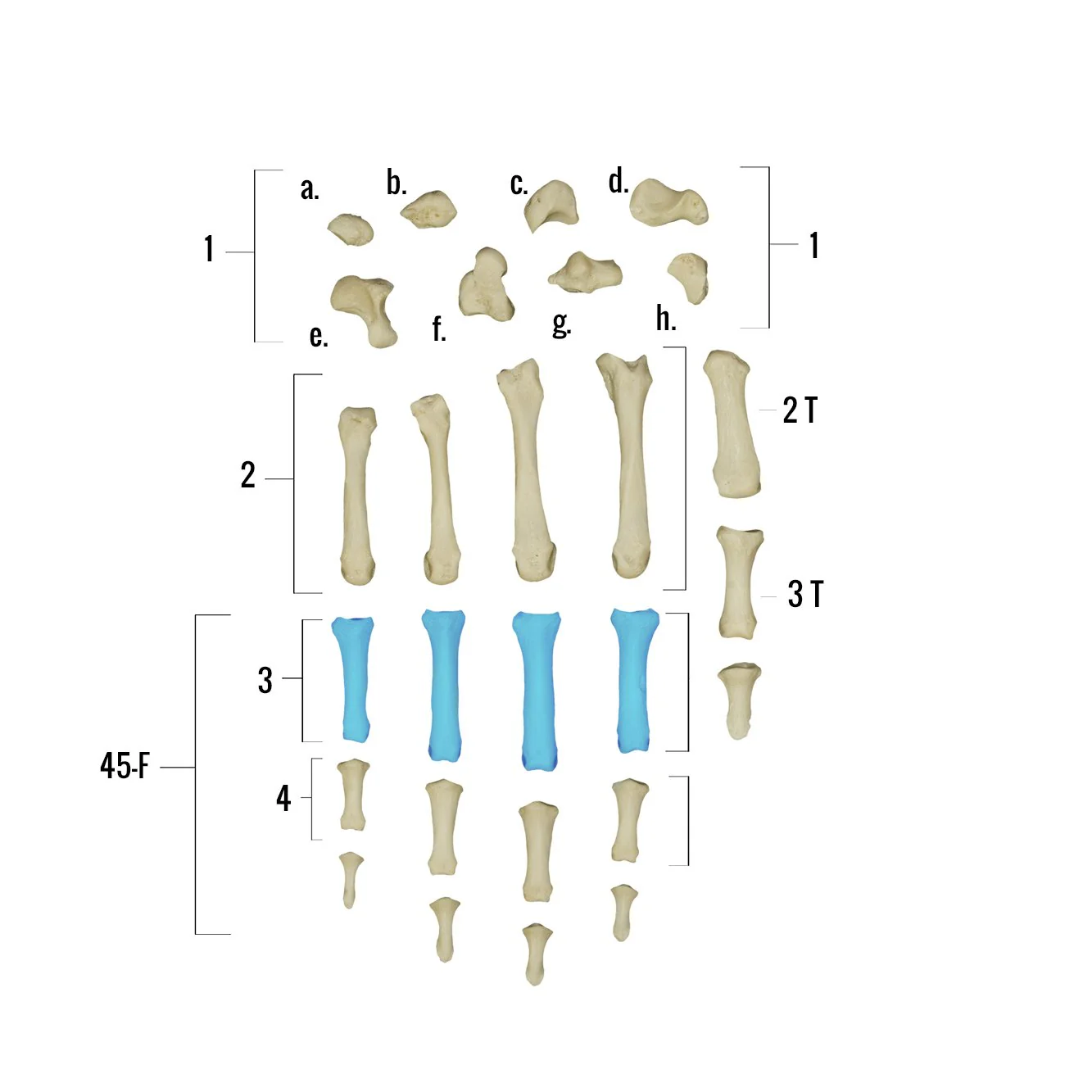Real Human Hand - Single Individual Bones - Image 13