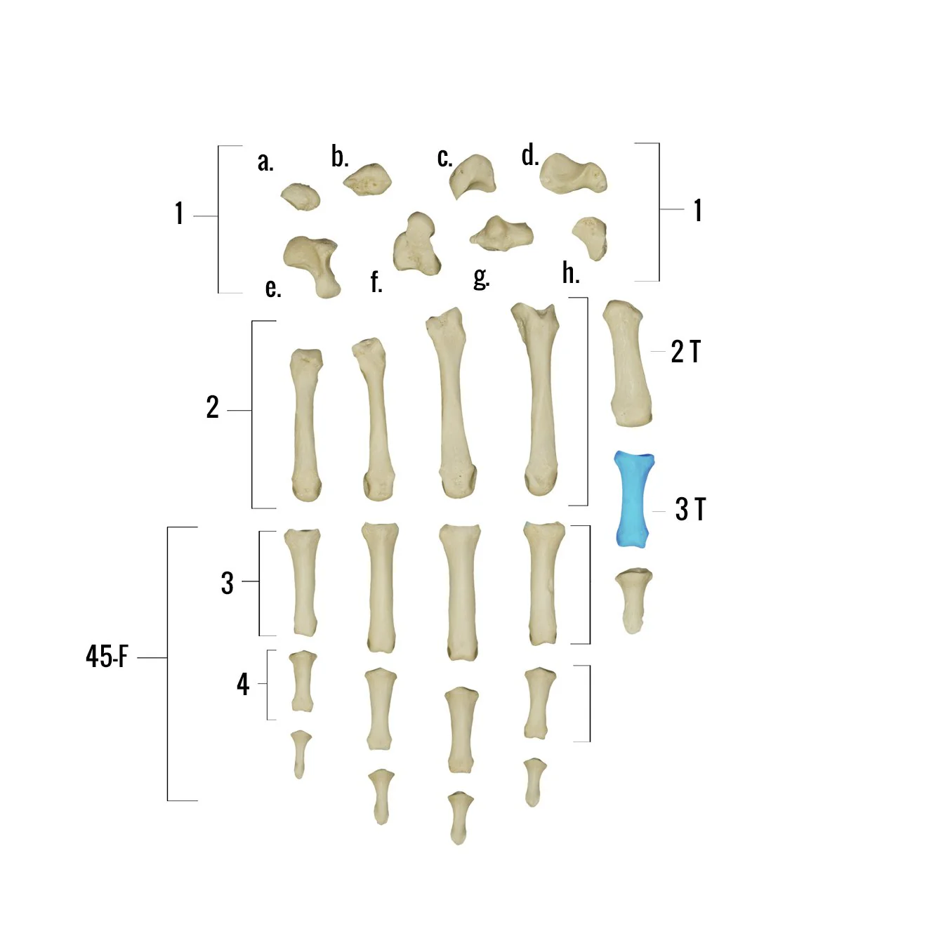 Real Human Hand - Single Individual Bones - Image 14