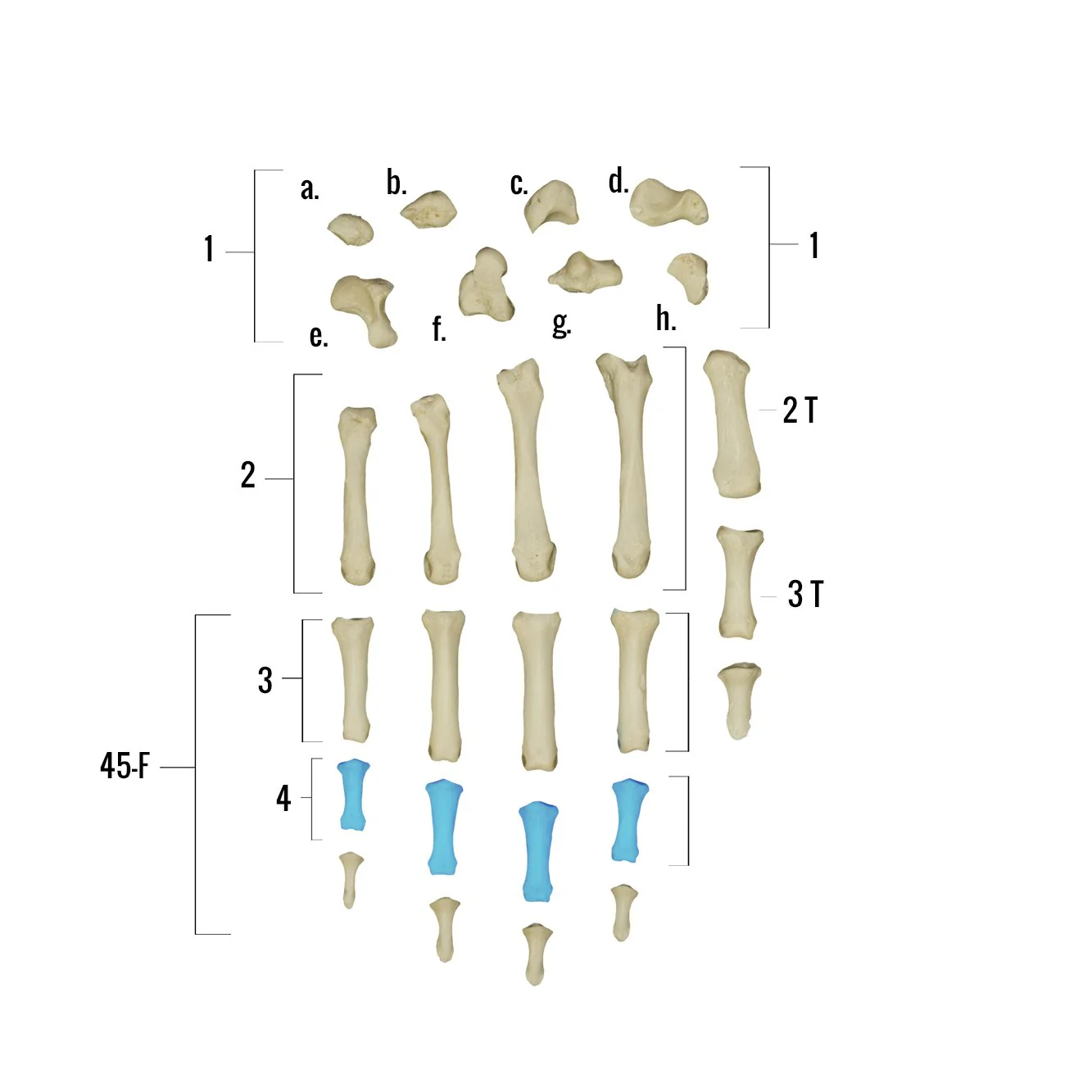 Real Human Hand - Single Individual Bones - Image 15
