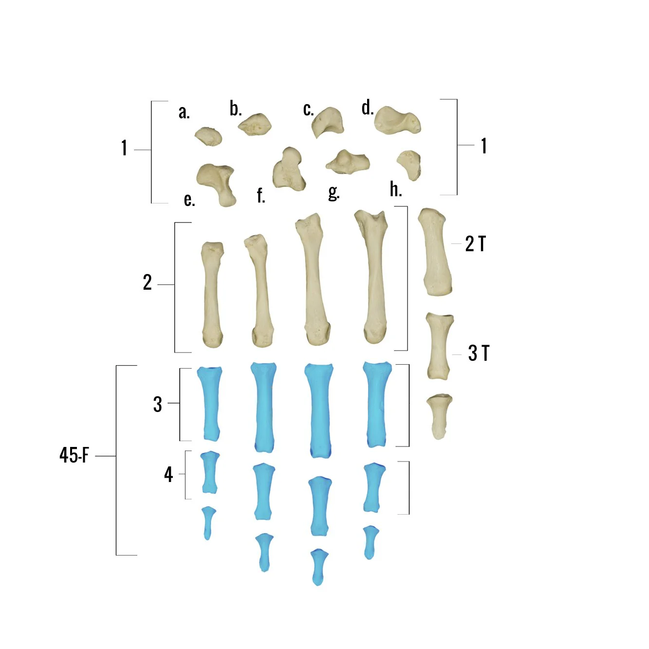 Real Human Hand - Single Individual Bones - Image 16