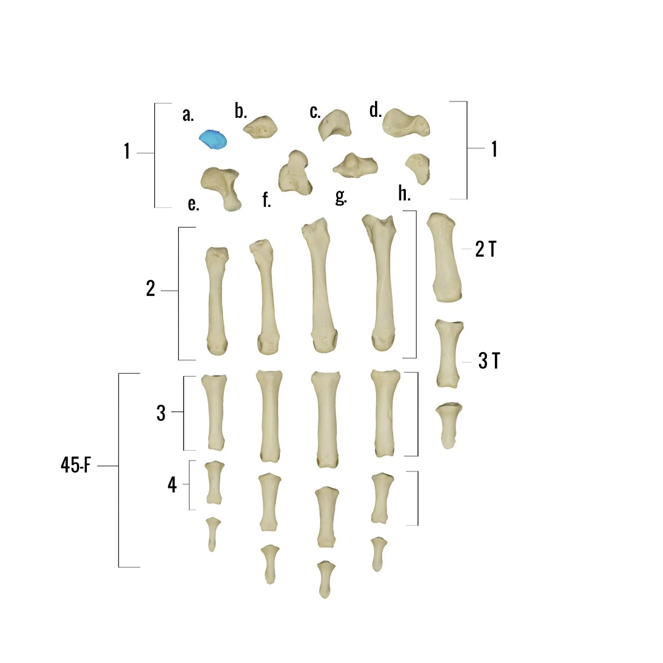 Real Human Hand - Single Individual Bones - Image 3