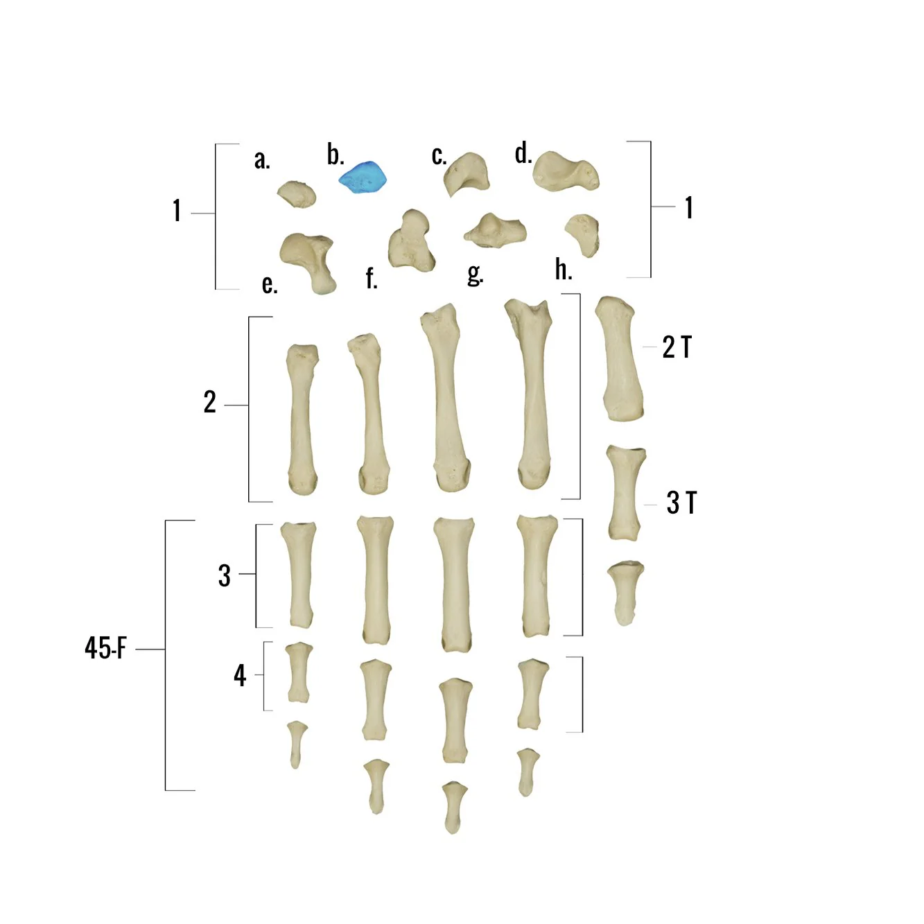 Real Human Hand - Single Individual Bones - Image 4