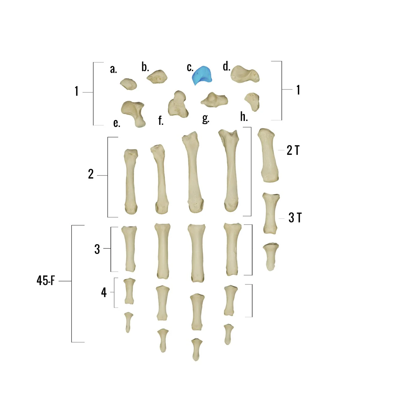 Real Human Hand - Single Individual Bones - Image 5