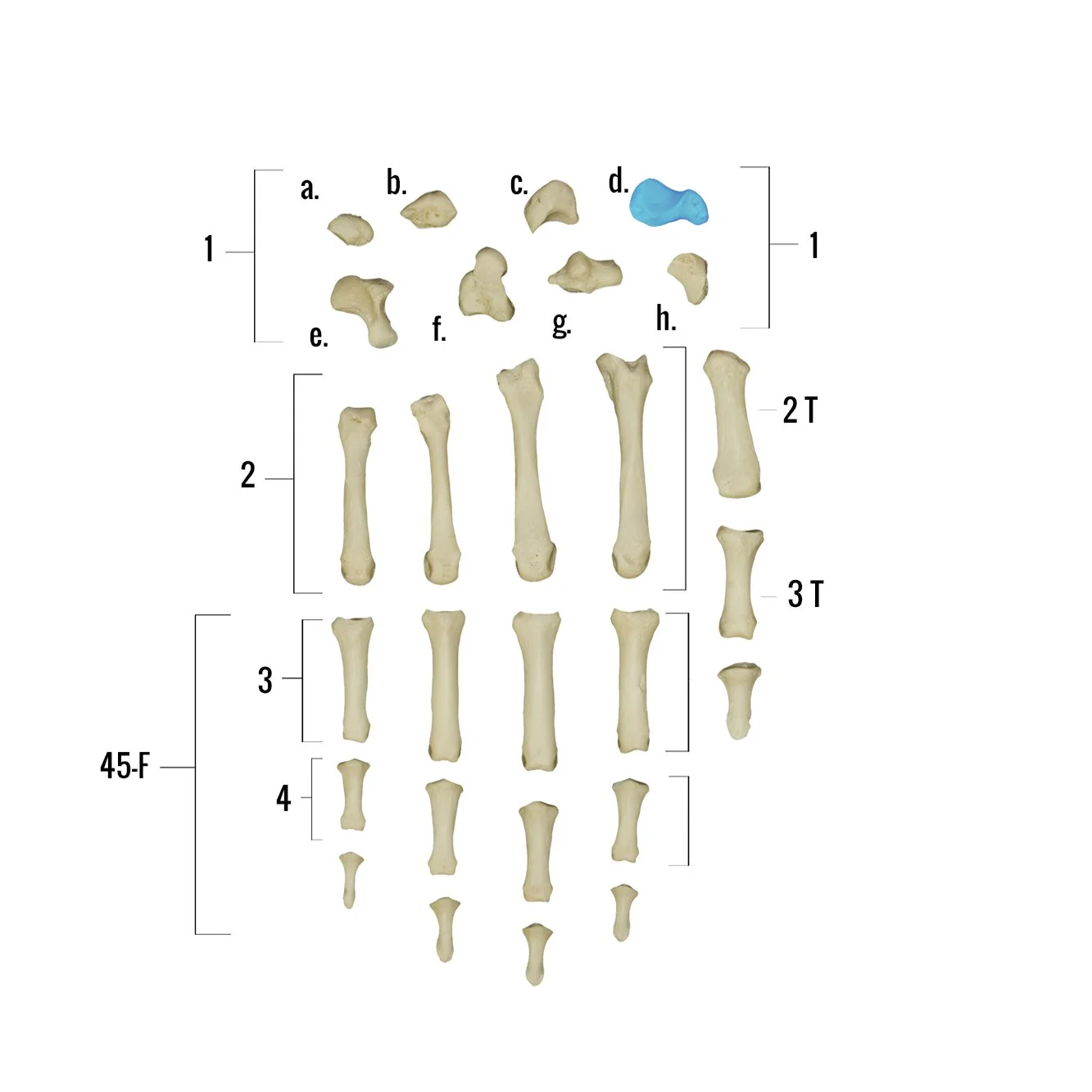 Real Human Hand - Single Individual Bones - Image 6