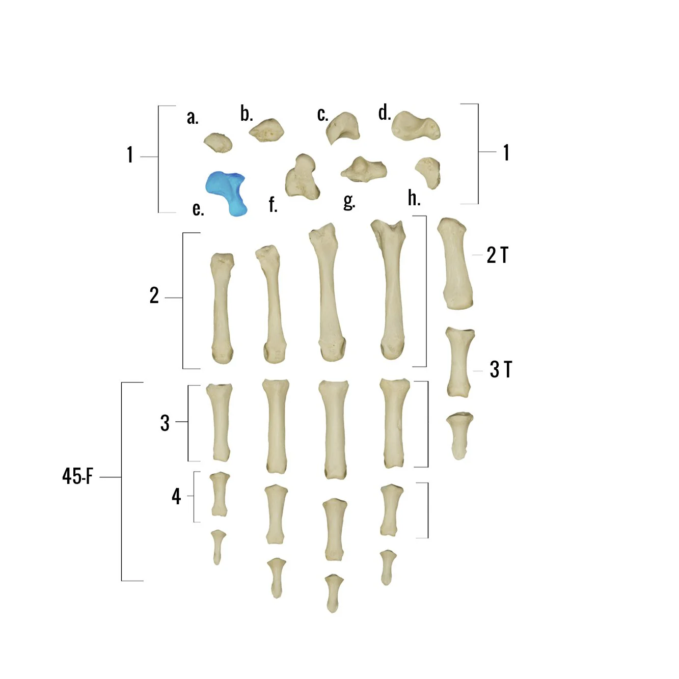 Real Human Hand - Single Individual Bones - Image 7