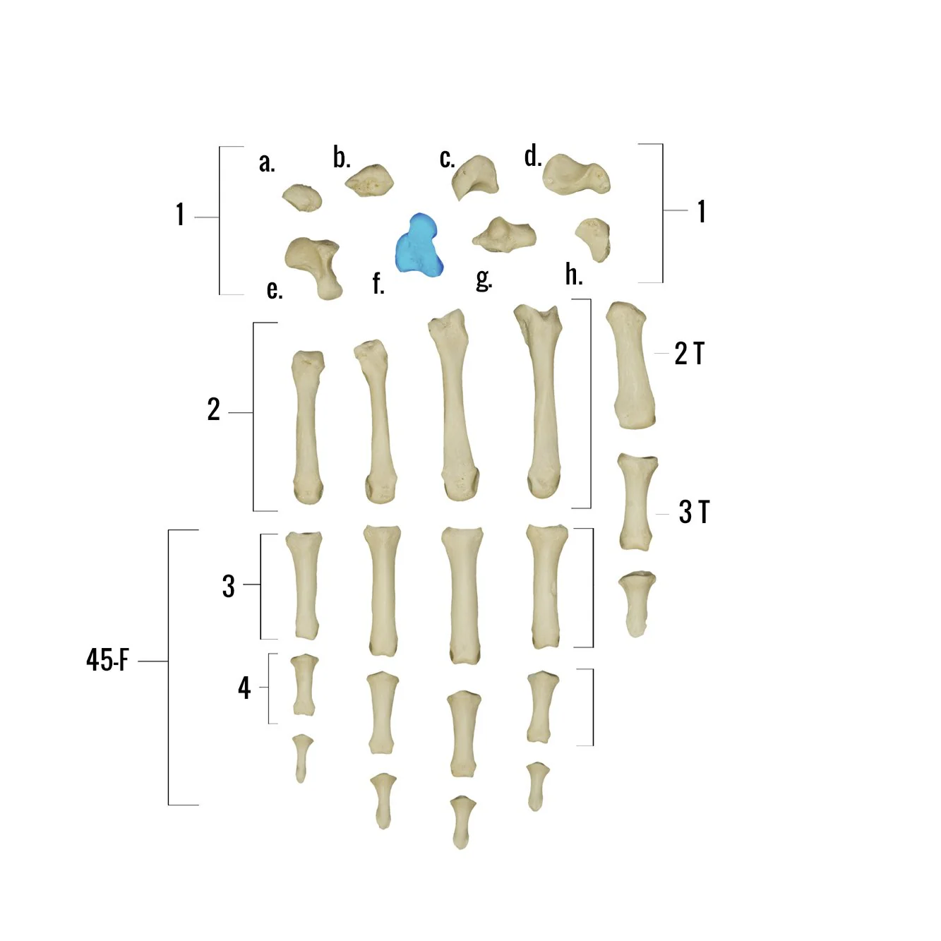 Real Human Hand - Single Individual Bones - Image 8