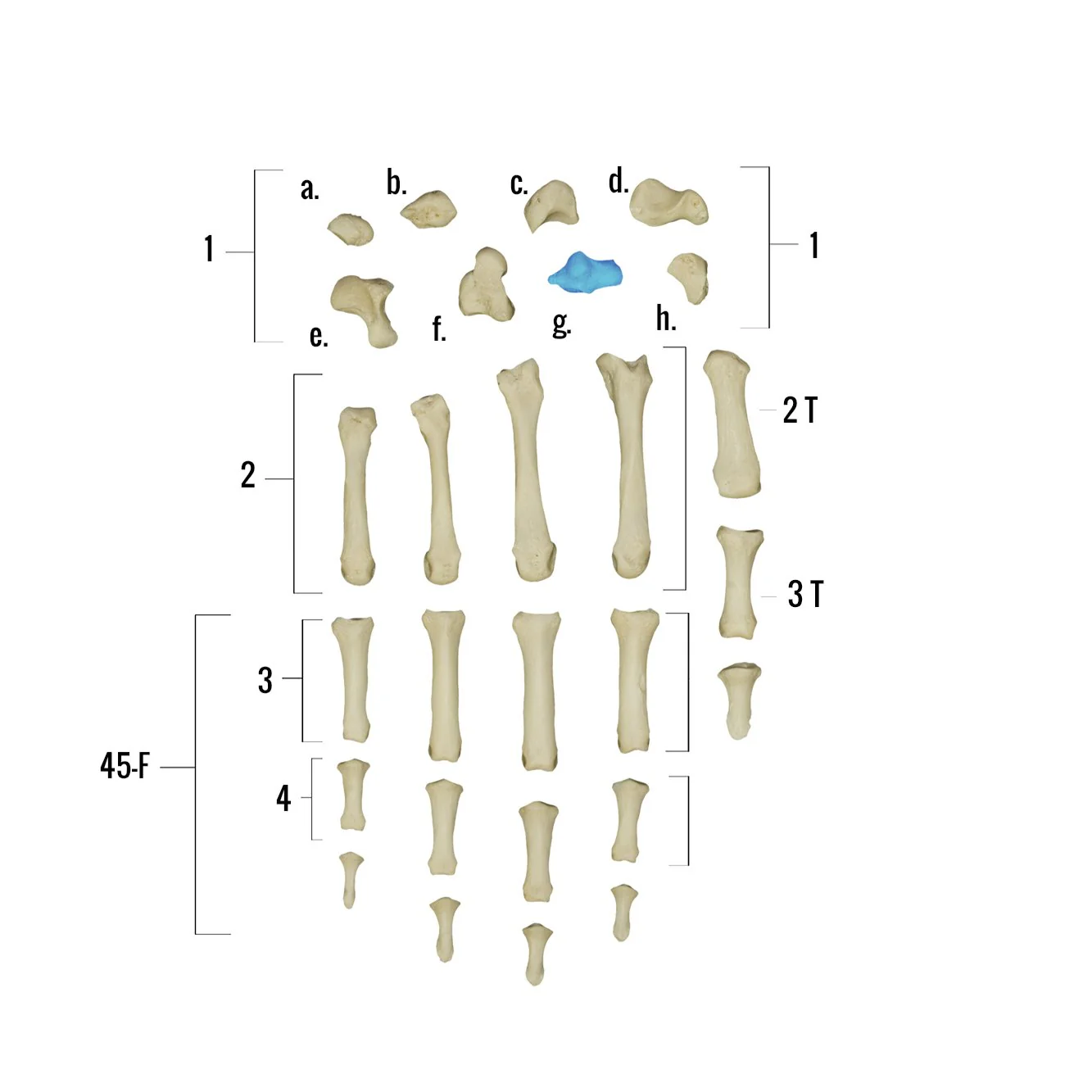 Real Human Hand - Single Individual Bones - Image 9